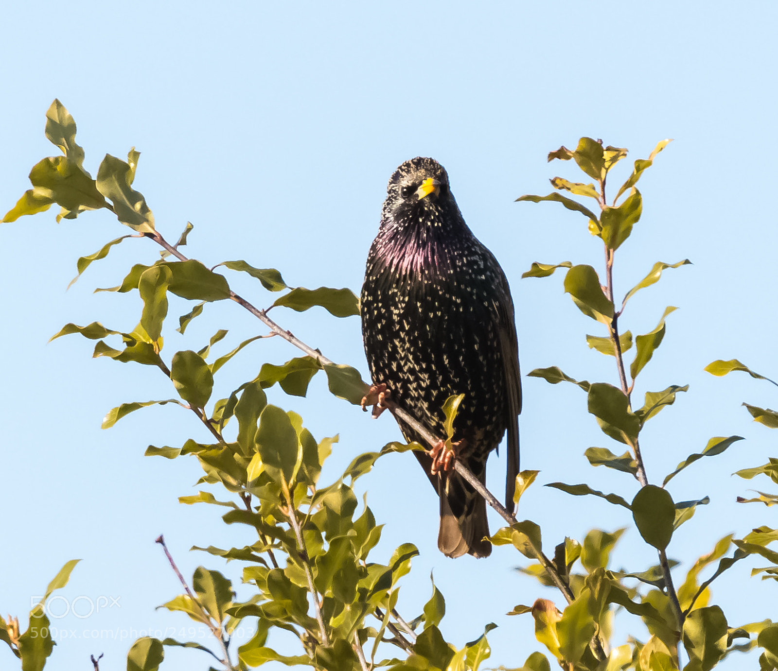 Nikon D500 sample photo. Starling photography
