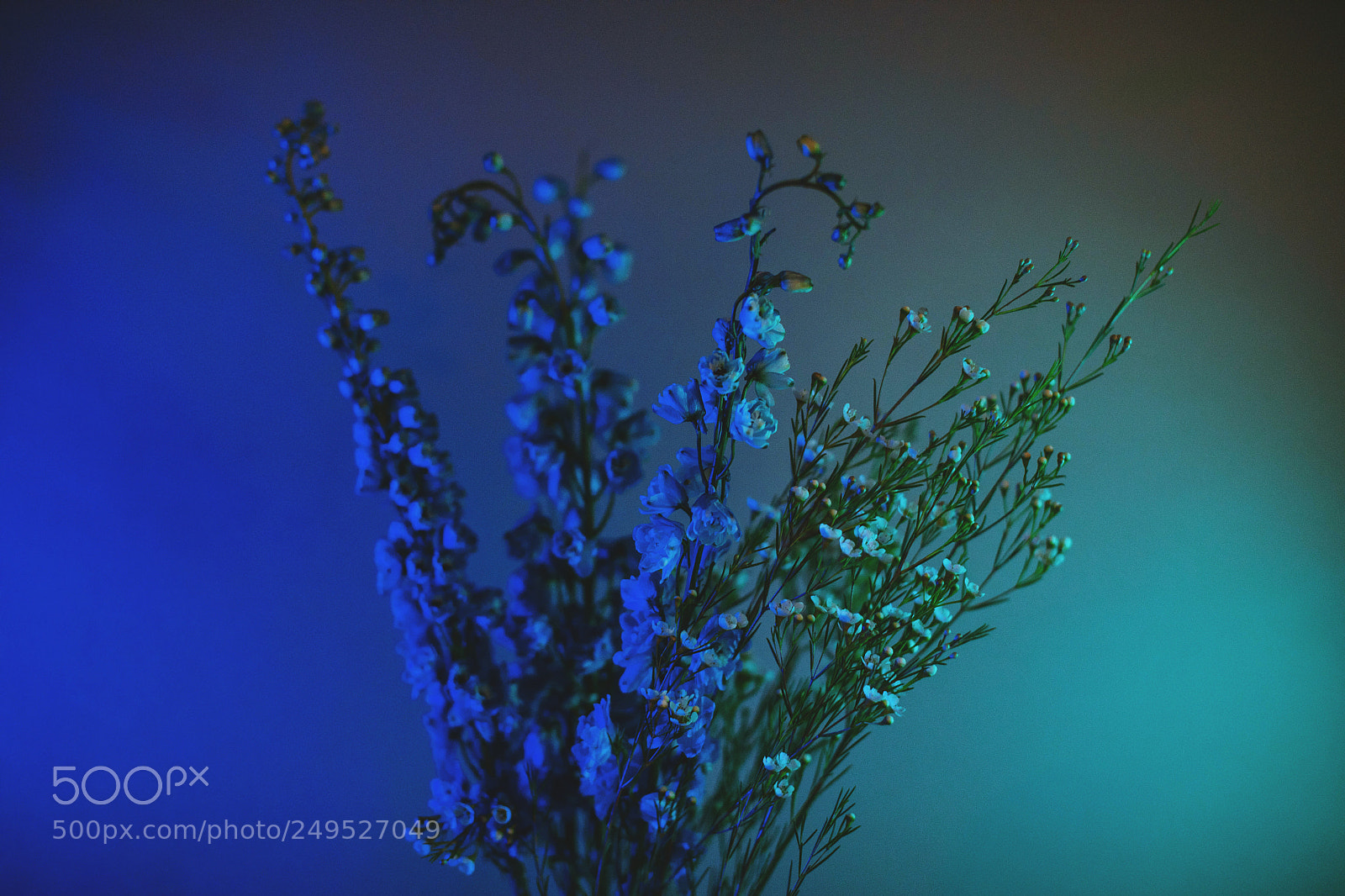 Canon EOS 5D Mark IV sample photo. Lighting test photography