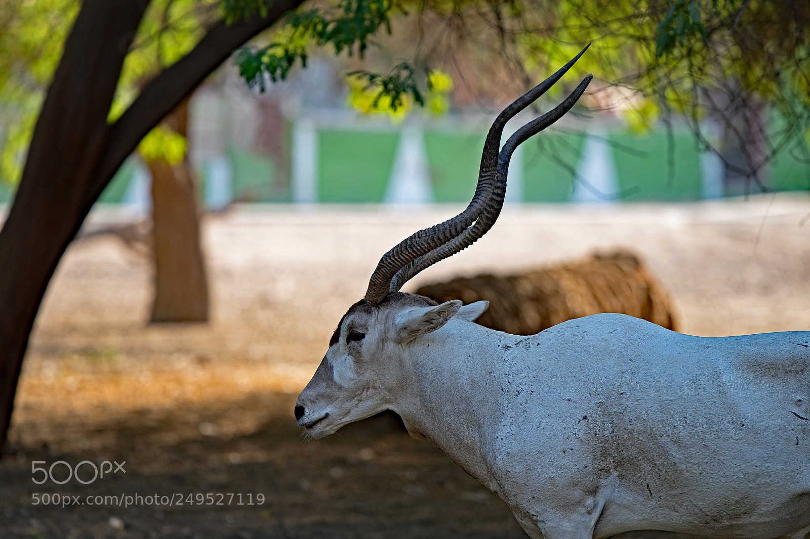 Nikon D500 sample photo. Oryx photography