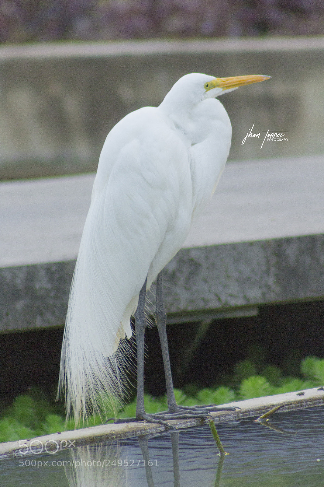 Canon EOS 1200D (EOS Rebel T5 / EOS Kiss X70 / EOS Hi) sample photo. Stroke a pose photography