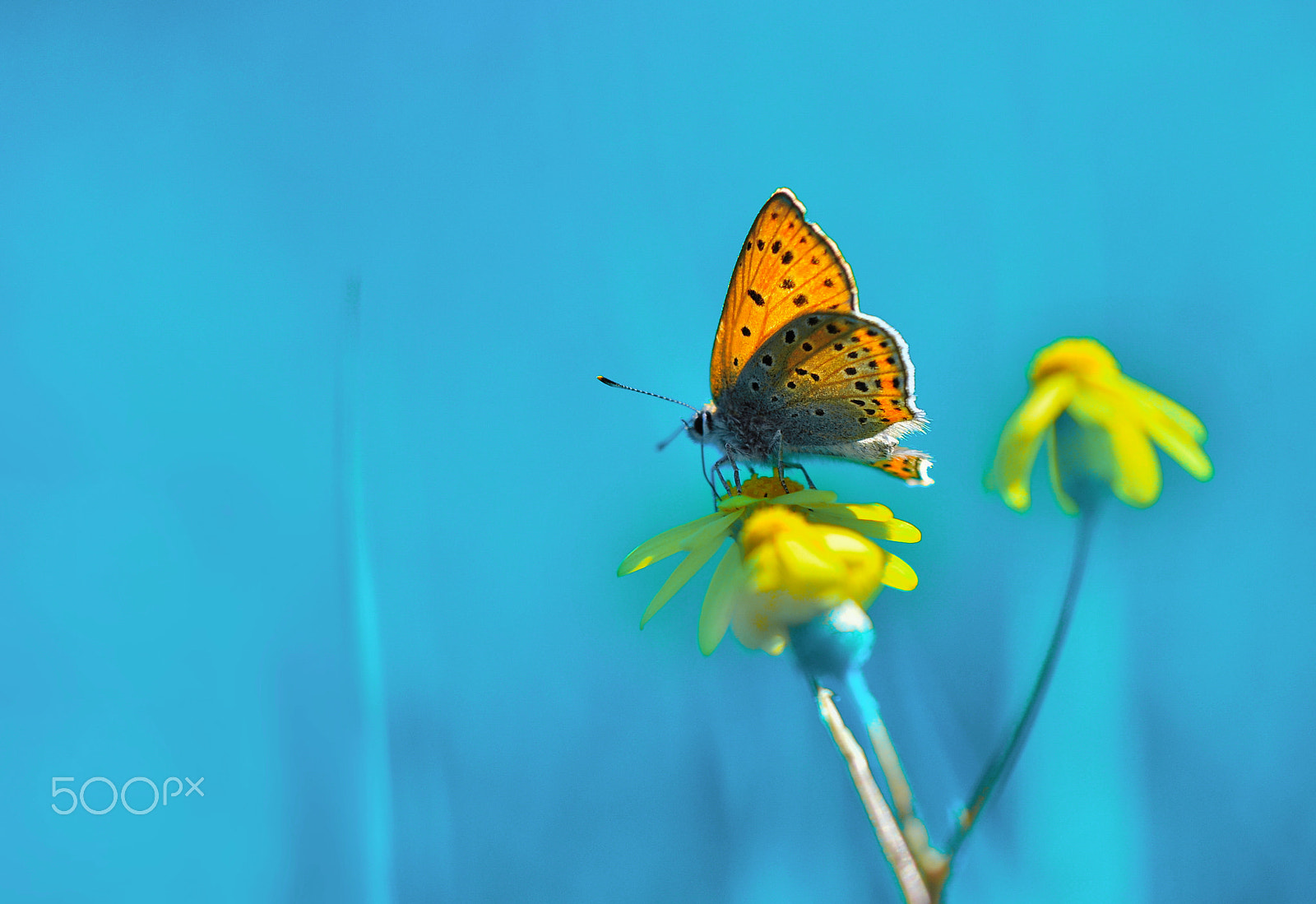 Nikon AF-S Micro-Nikkor 105mm F2.8G IF-ED VR sample photo. Butterfly photography