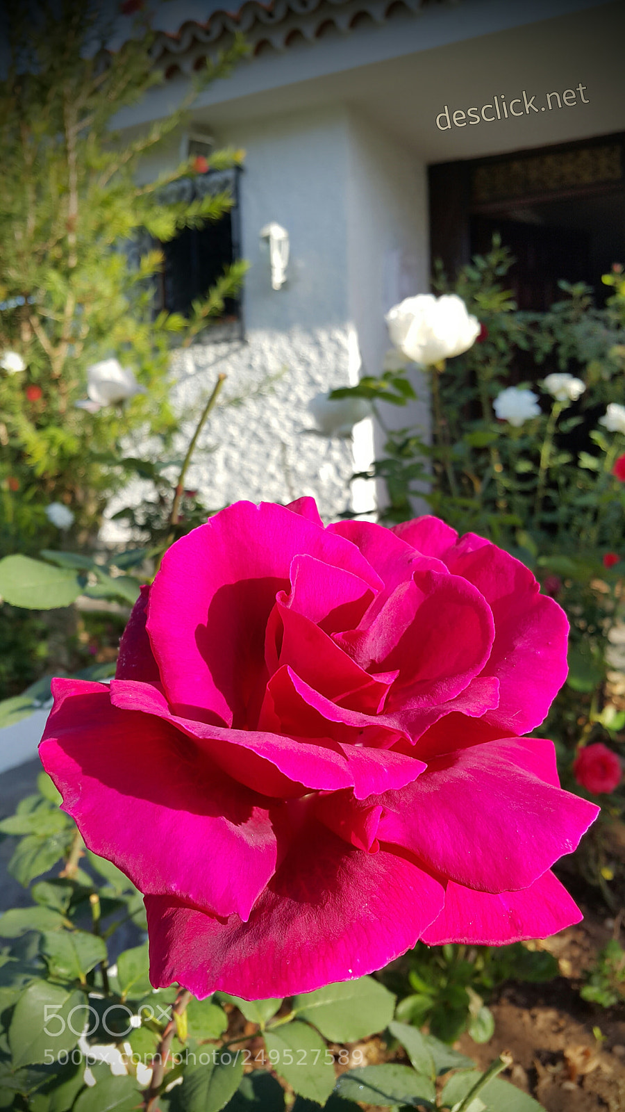 Samsung Galaxy Note4 sample photo. Touched just by the photography