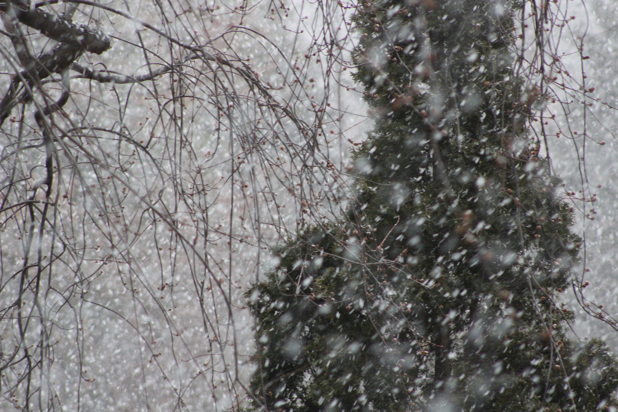 Canon EOS 100D (EOS Rebel SL1 / EOS Kiss X7) sample photo. Hoggs hollow whiteout photography