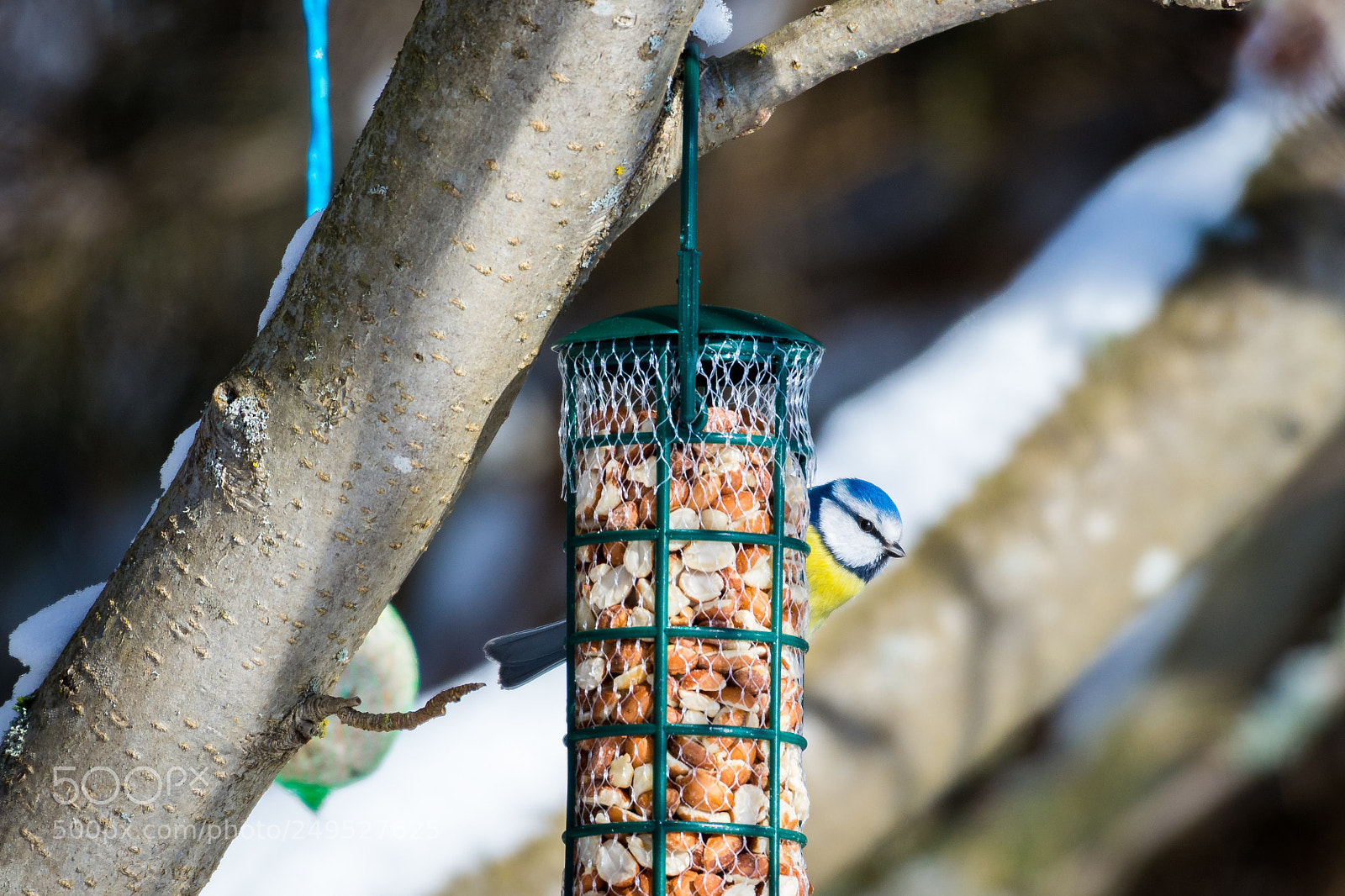 Nikon D7200 sample photo. Blue tit photography