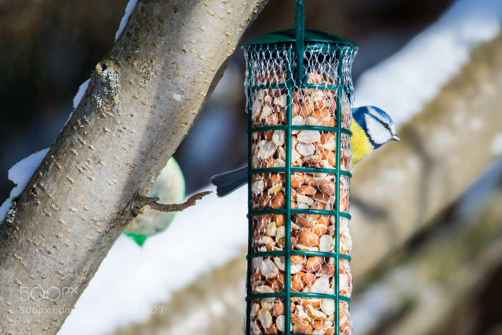 Nikon D7200 sample photo. Blue tit photography