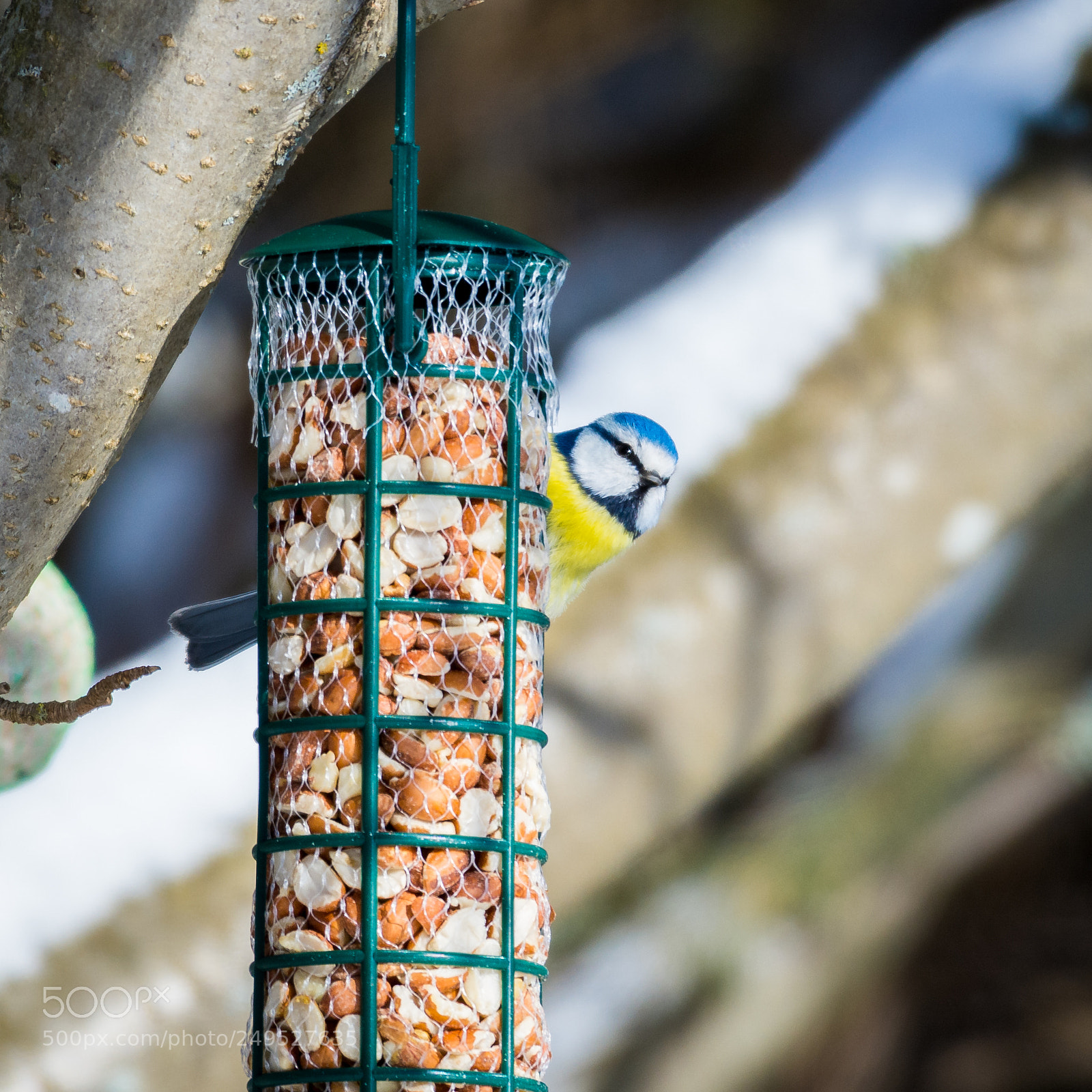 Nikon D7200 sample photo. Blue tit photography