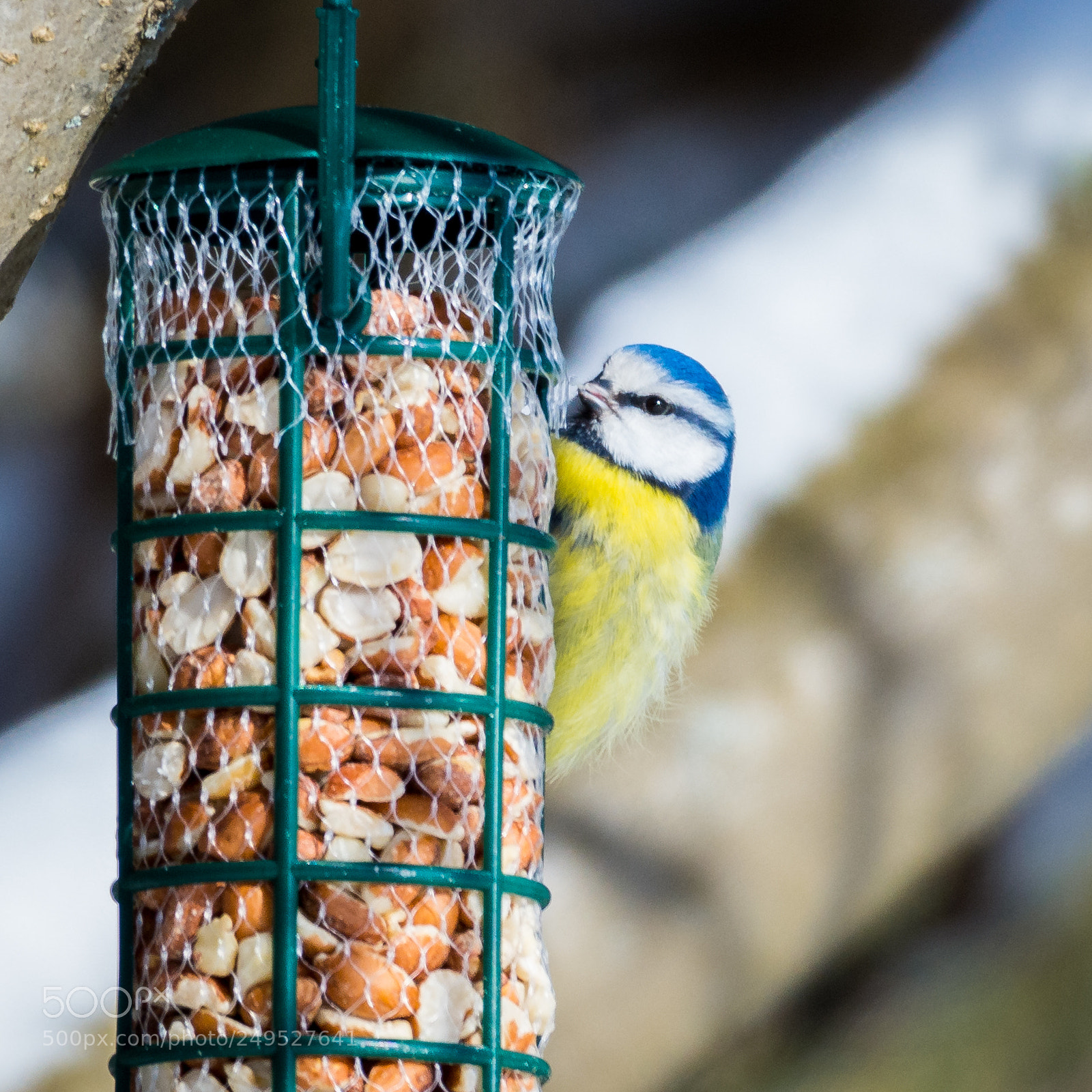 Nikon D7200 sample photo. Blue tit photography