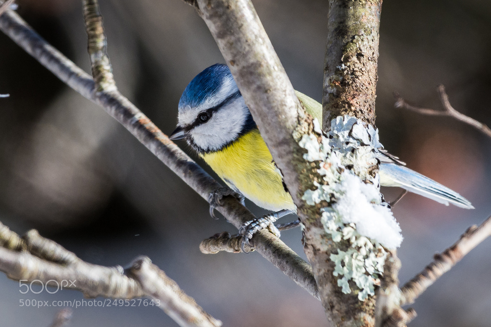 Nikon D7200 sample photo. Blue tit photography