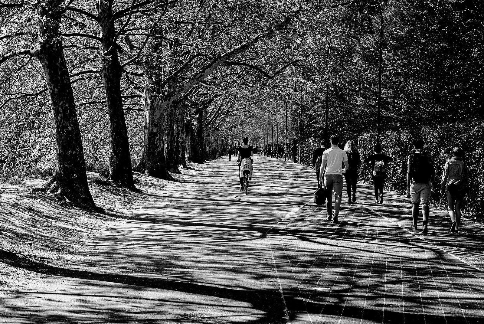 Nikon D60 sample photo. Tree-lined road in padova photography