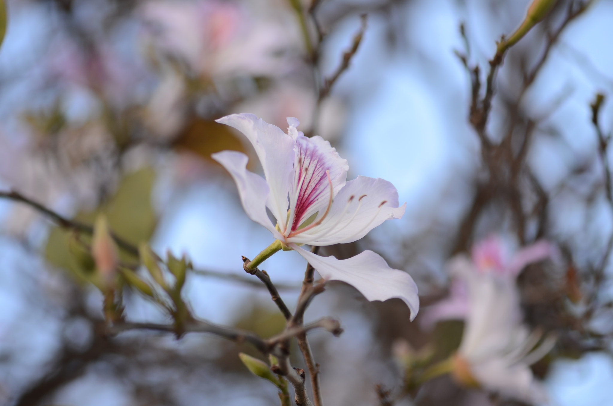 Nikon AF-S Micro-Nikkor 105mm F2.8G IF-ED VR sample photo. Spring flower photography