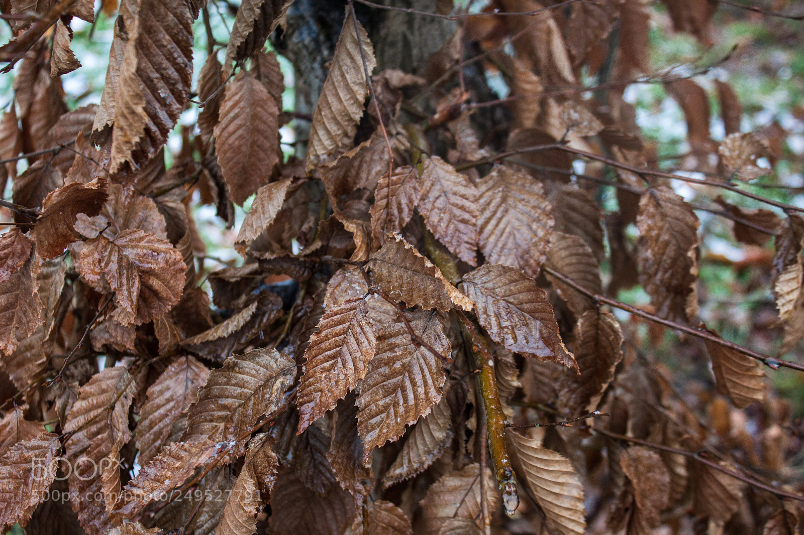 Canon EOS 500D (EOS Rebel T1i / EOS Kiss X3) sample photo. Winter brown leaves photography