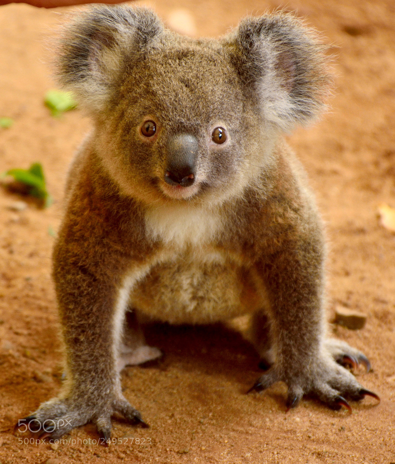 Nikon D7100 sample photo. Baby koala on the photography