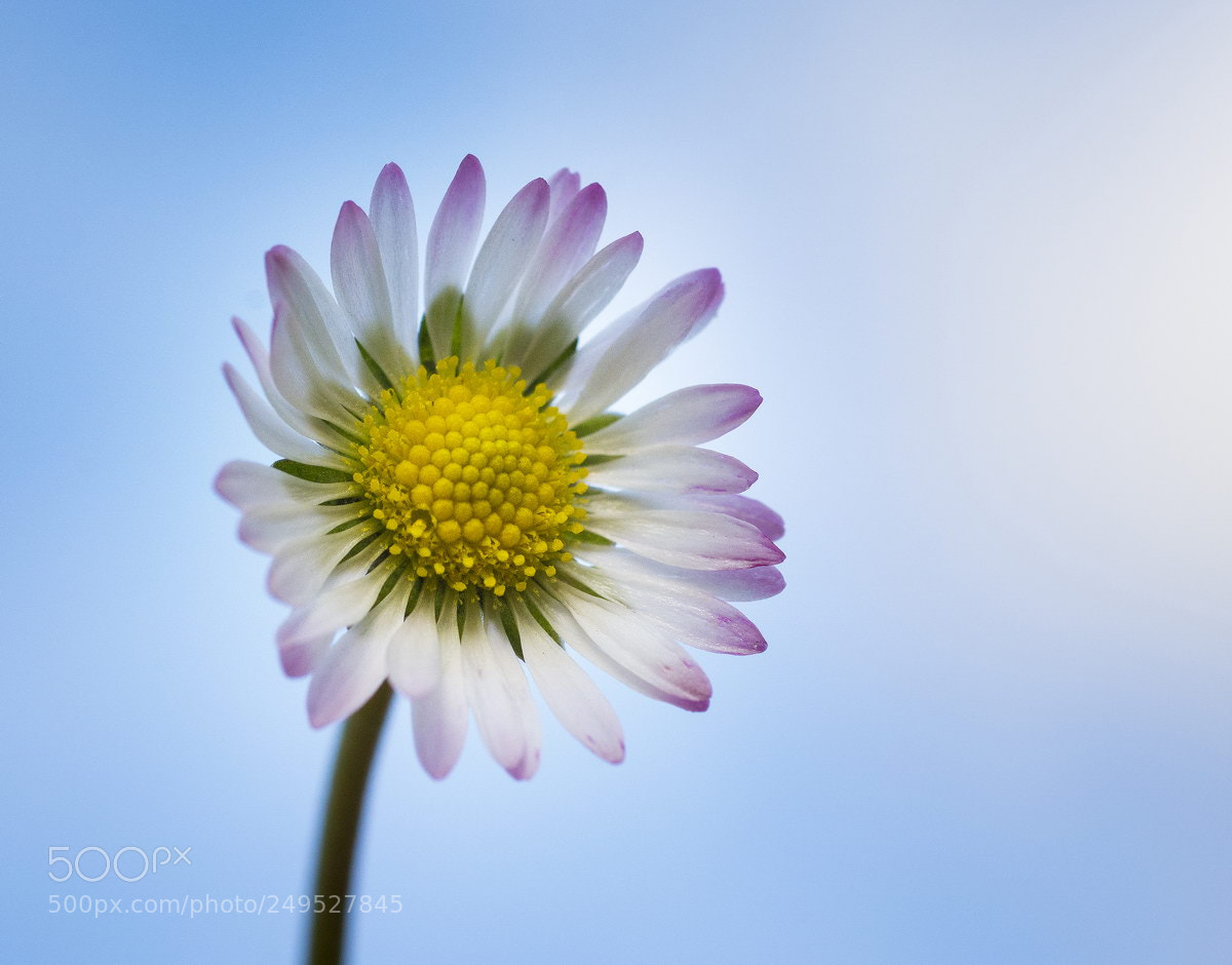 Nikon D7100 sample photo. Sun photography