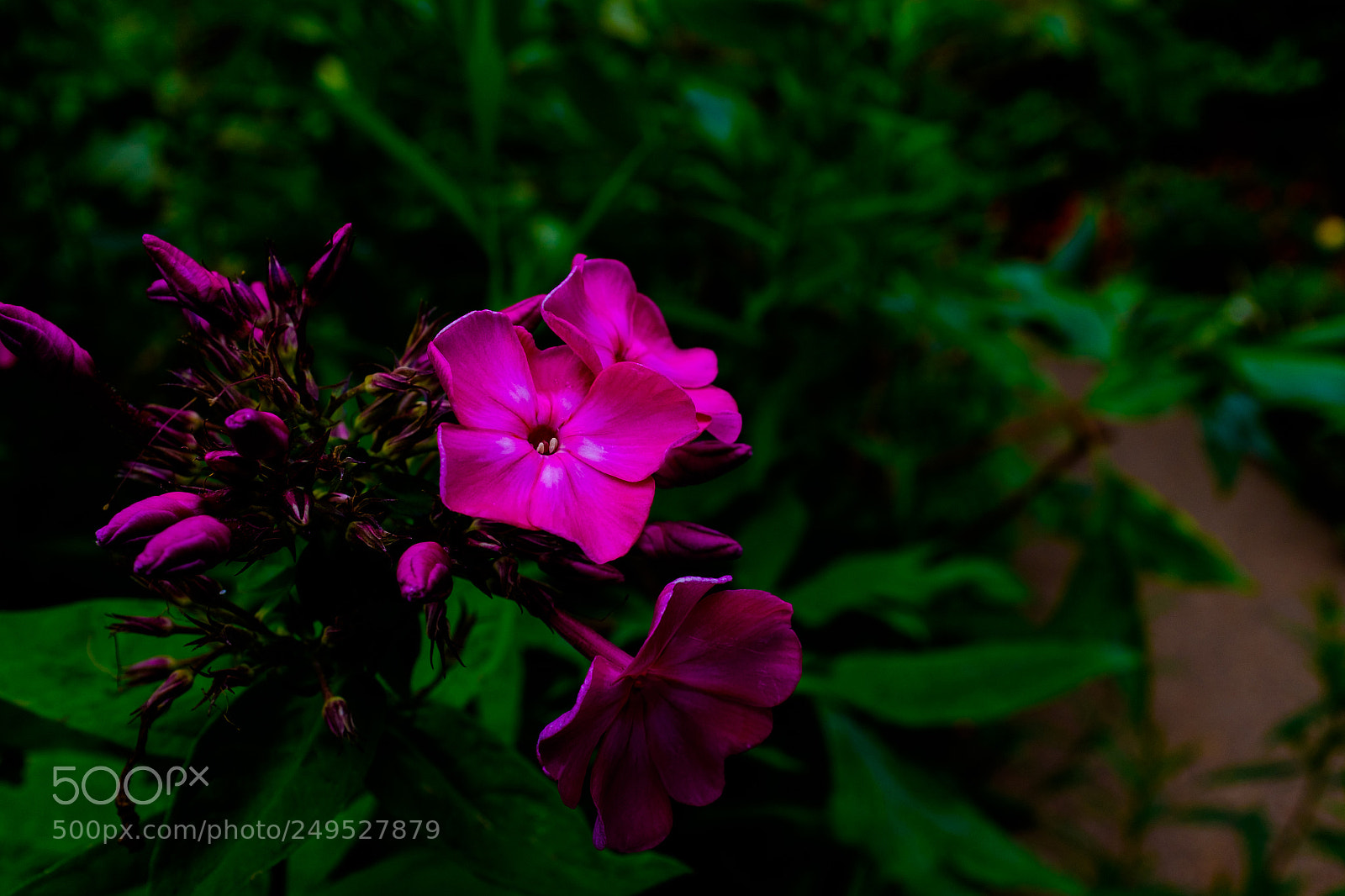 Fujifilm X100T sample photo. Vibrance! photography