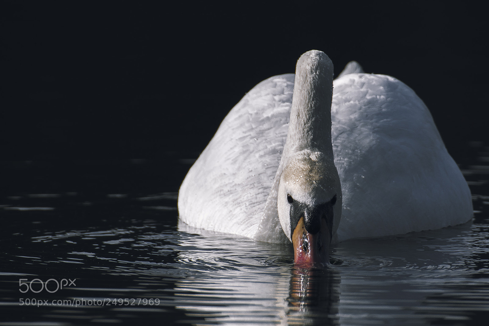 Canon EOS 77D (EOS 9000D / EOS 770D) sample photo. Cygnus olor photography