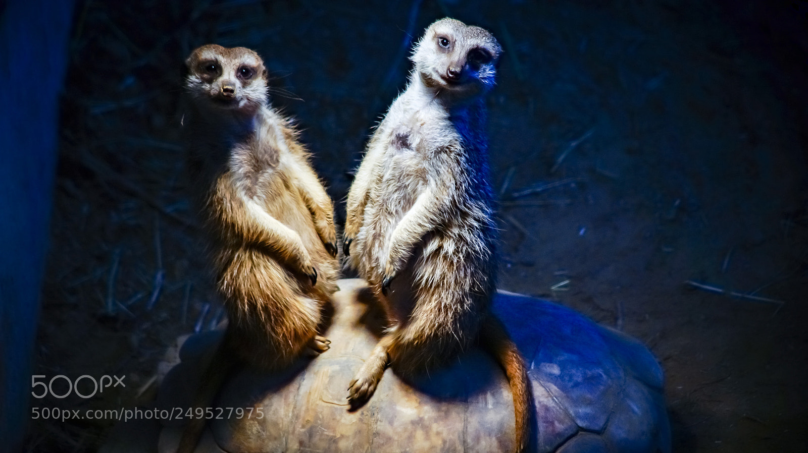 Sony SLT-A58 sample photo. Meerkats photography
