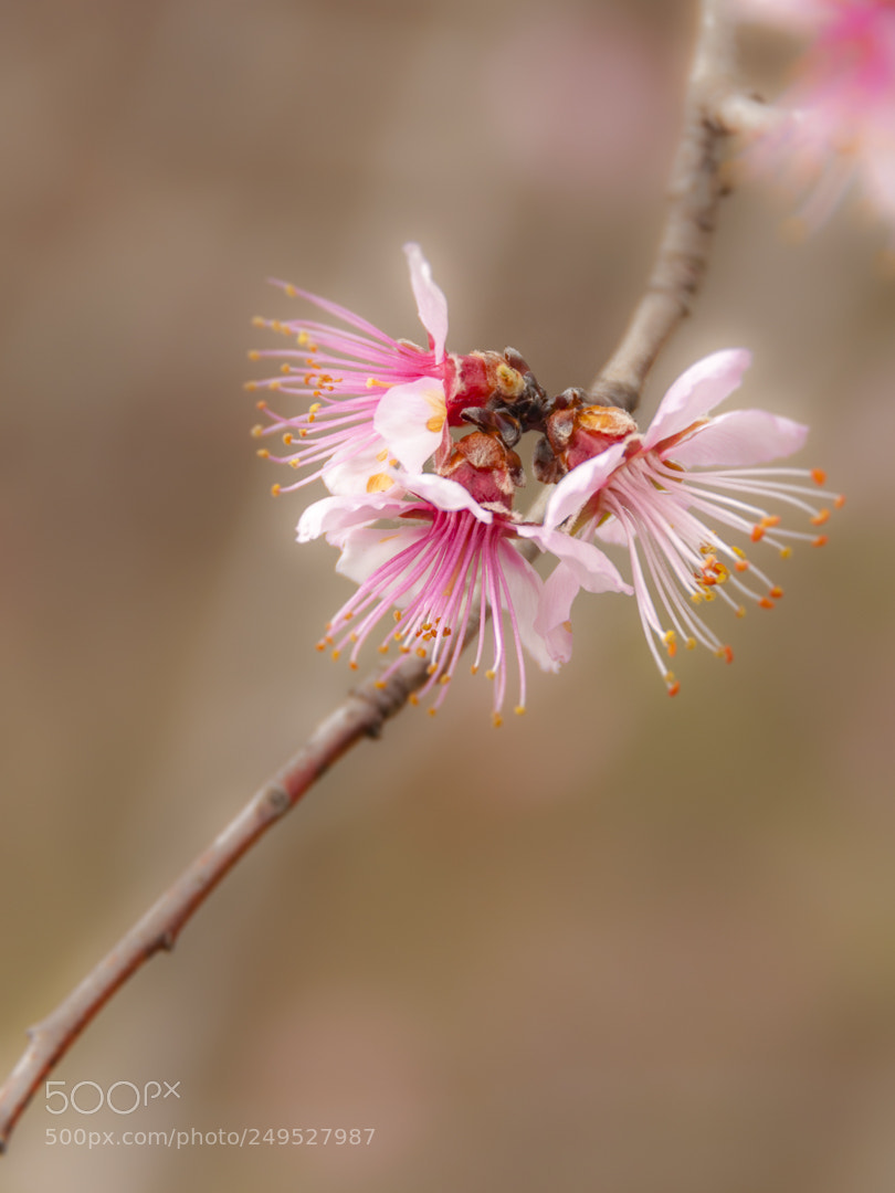 Nikon D90 sample photo. Primavera photography