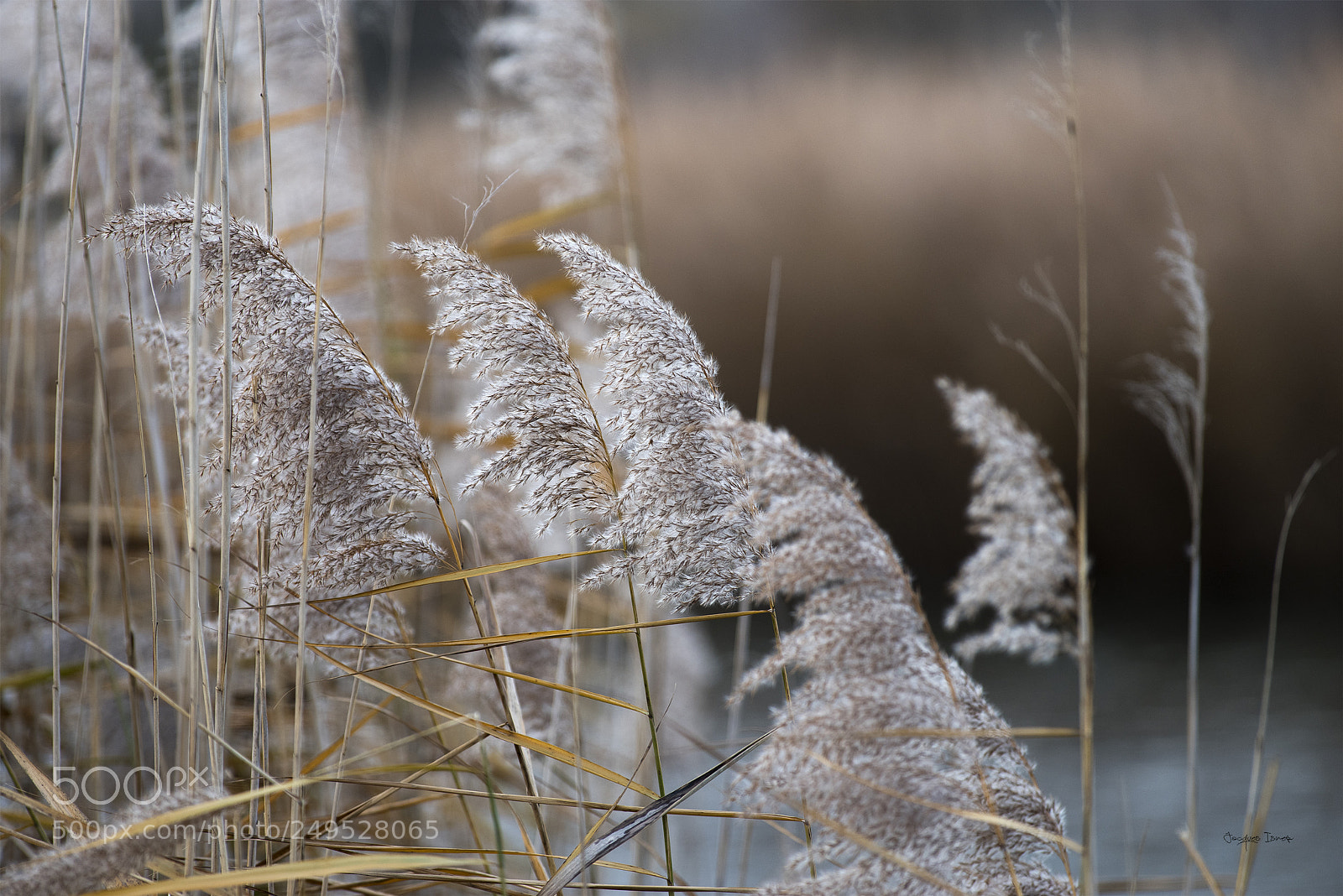 Pentax K-1 sample photo. _k1_4806-1.jpg photography