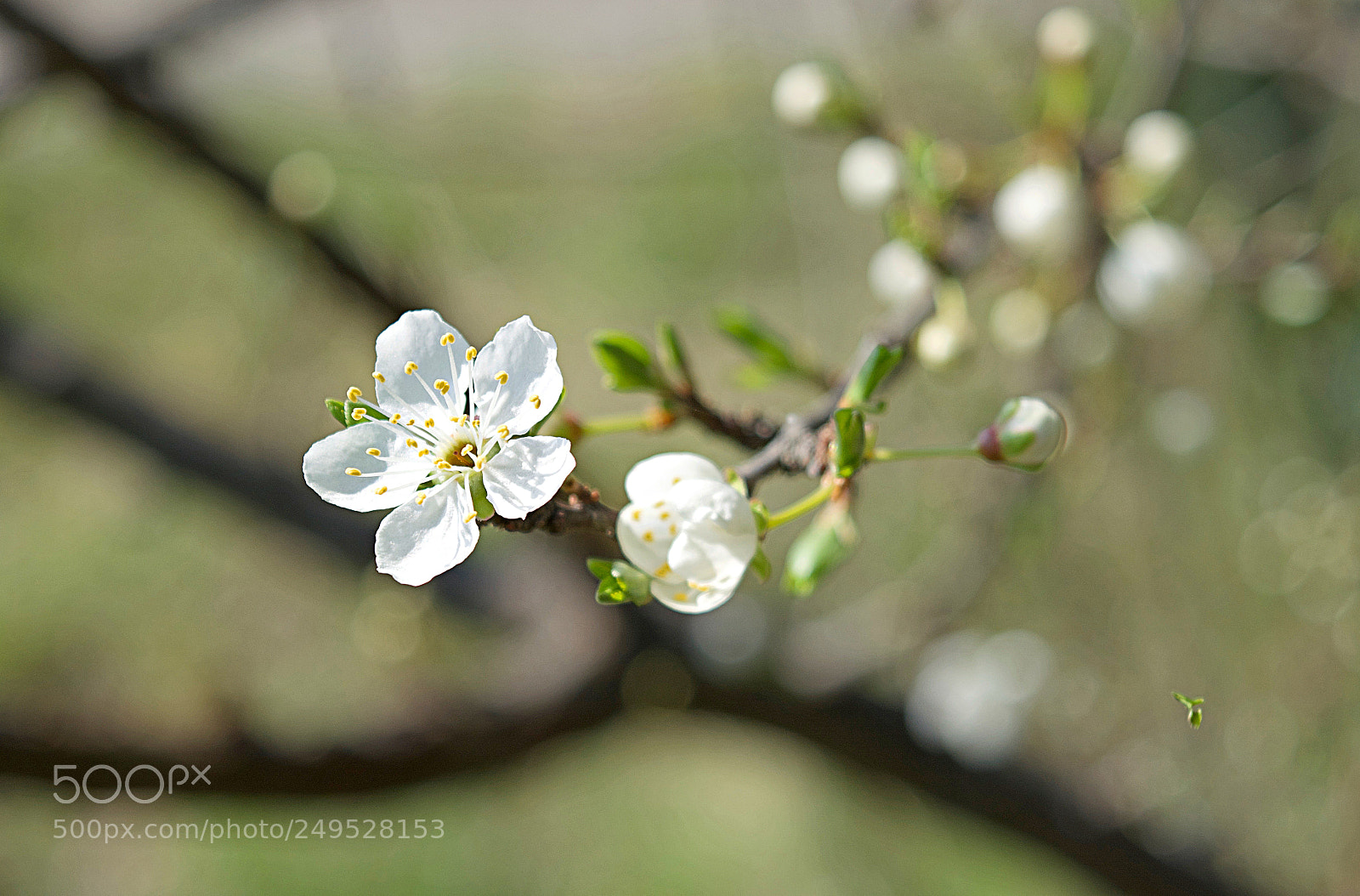 Nikon D5200 sample photo. Spring ... may be! photography