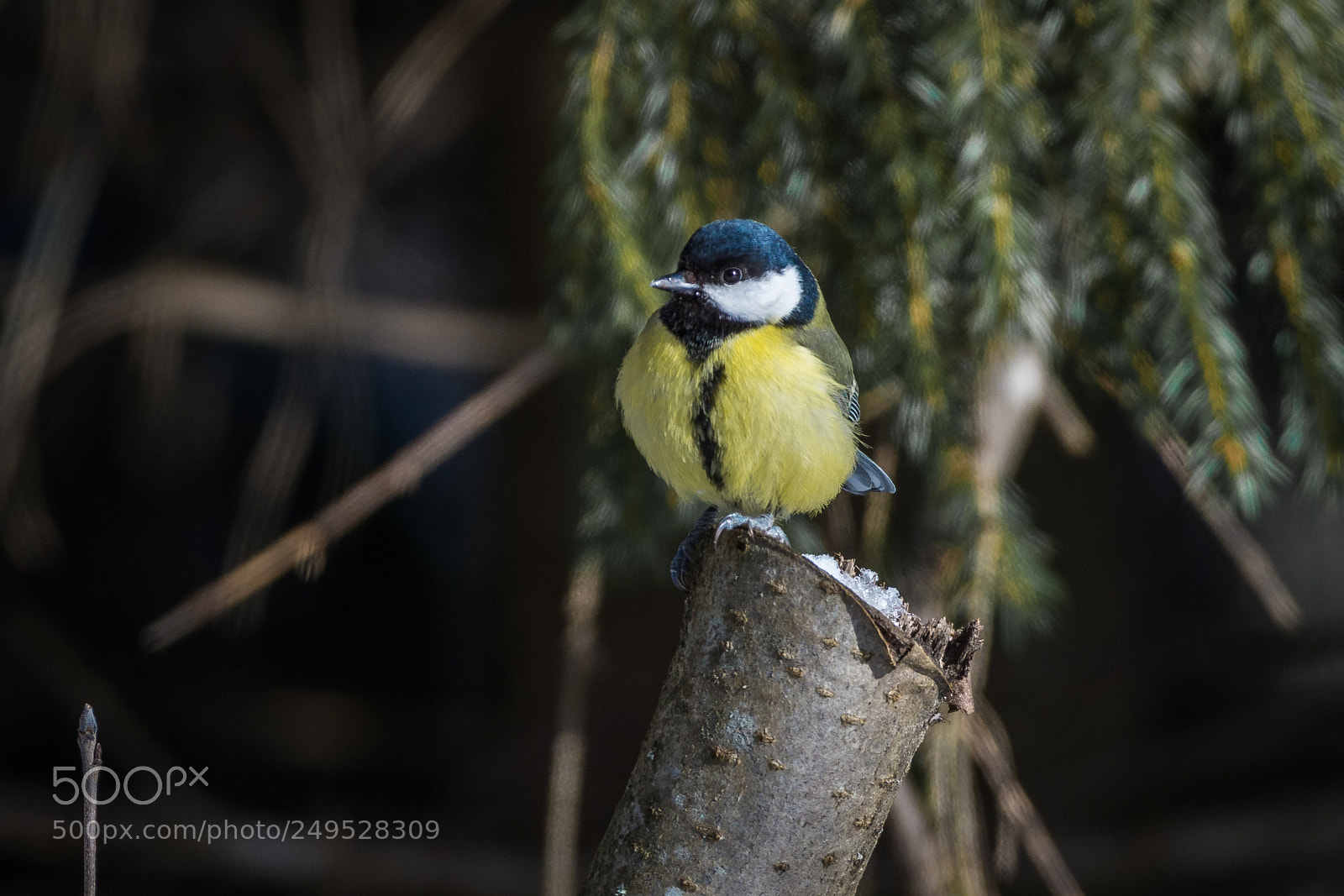 Nikon D7200 sample photo. Great tit photography