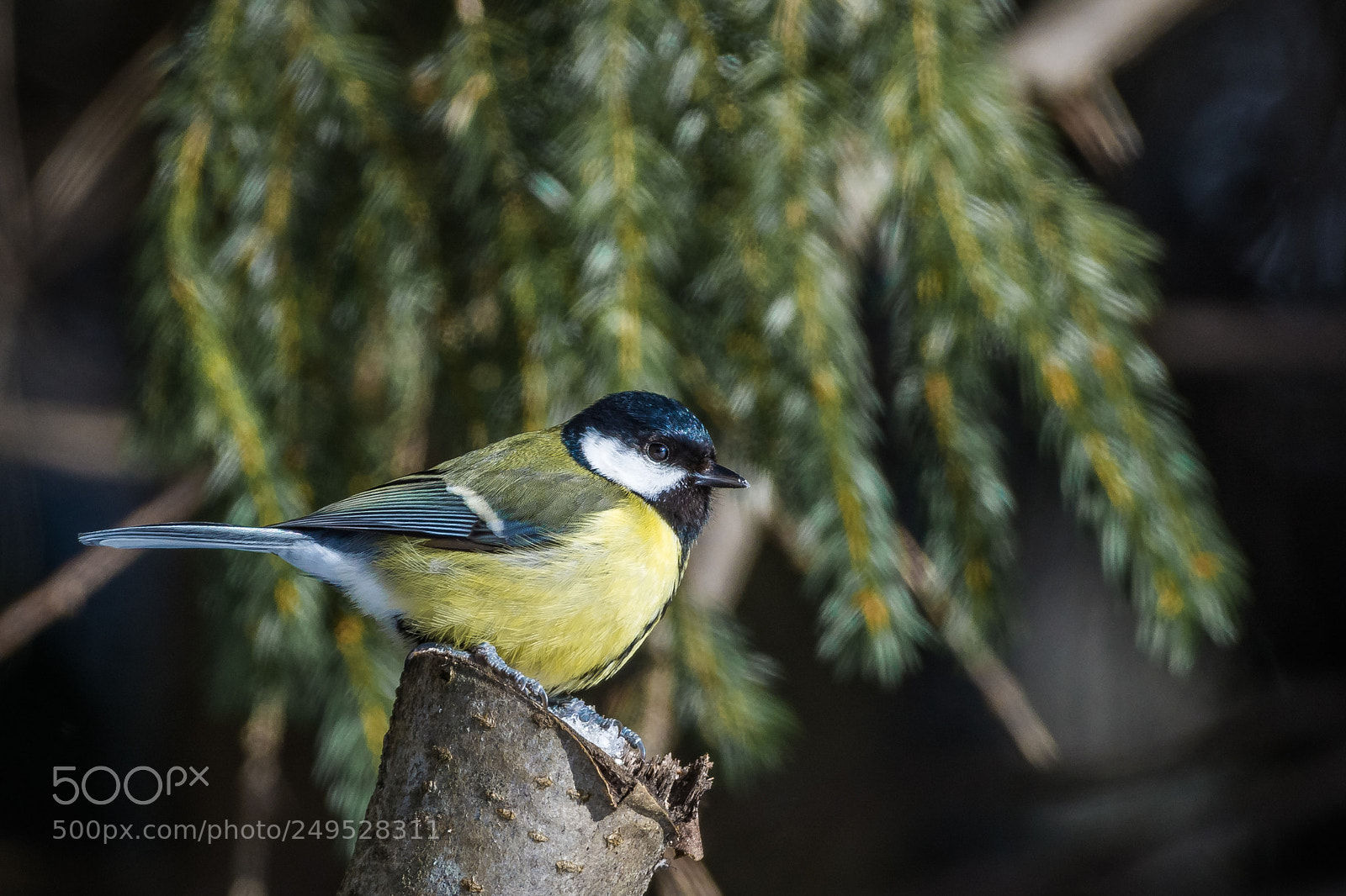 Nikon D7200 sample photo. Great tit photography