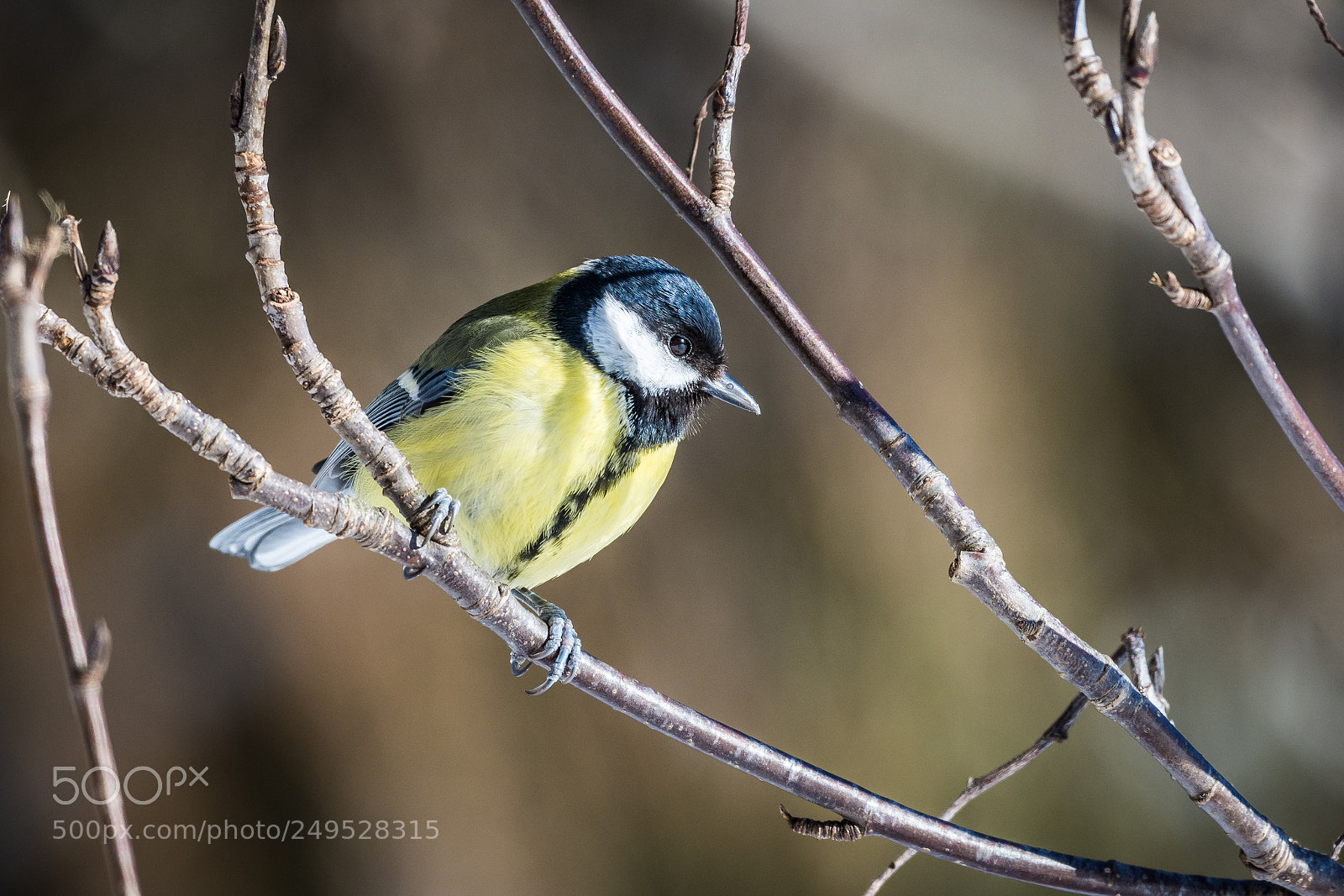 Nikon D7200 sample photo. Great tit photography