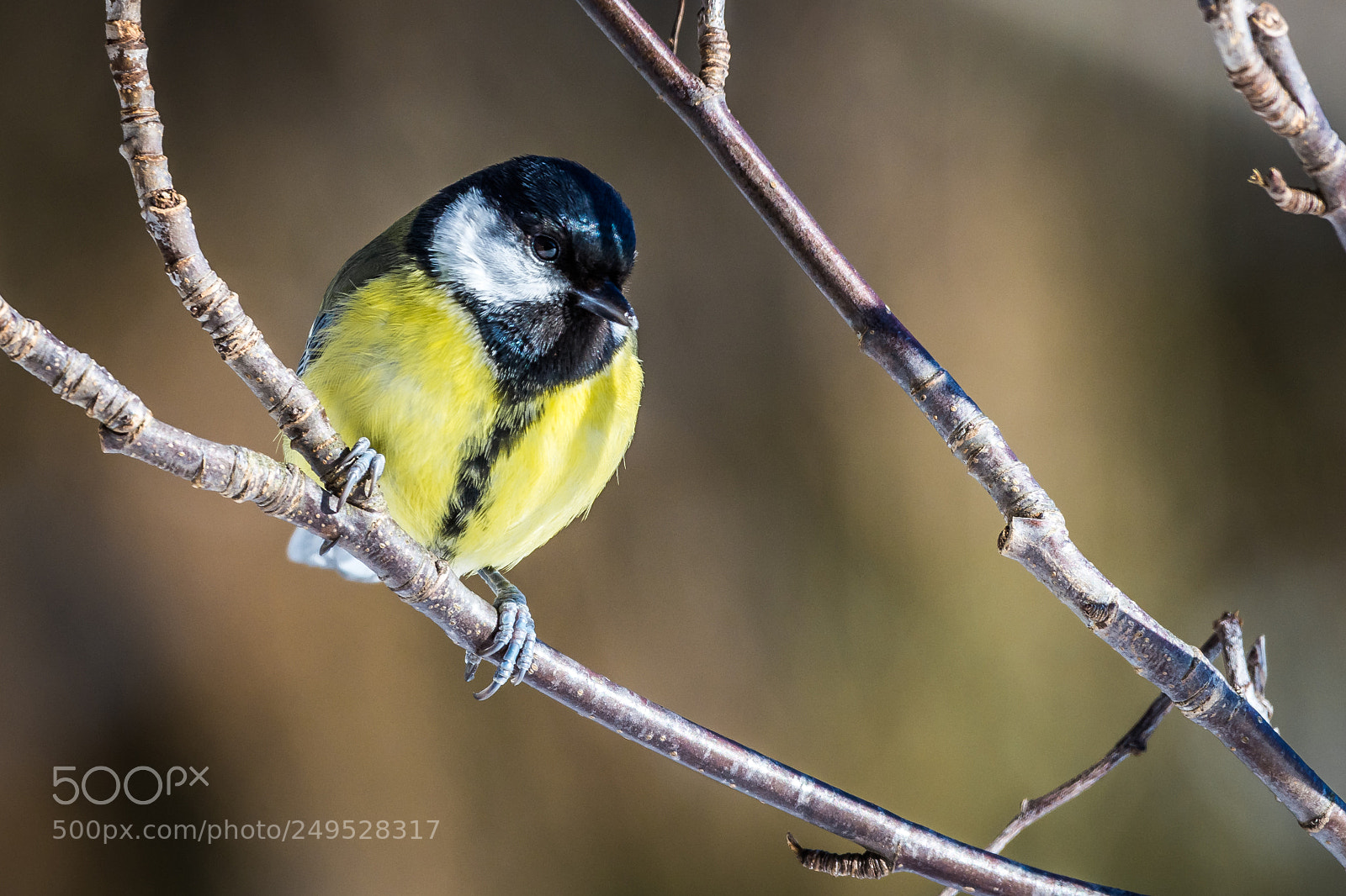 Nikon D7200 sample photo. Great tit photography