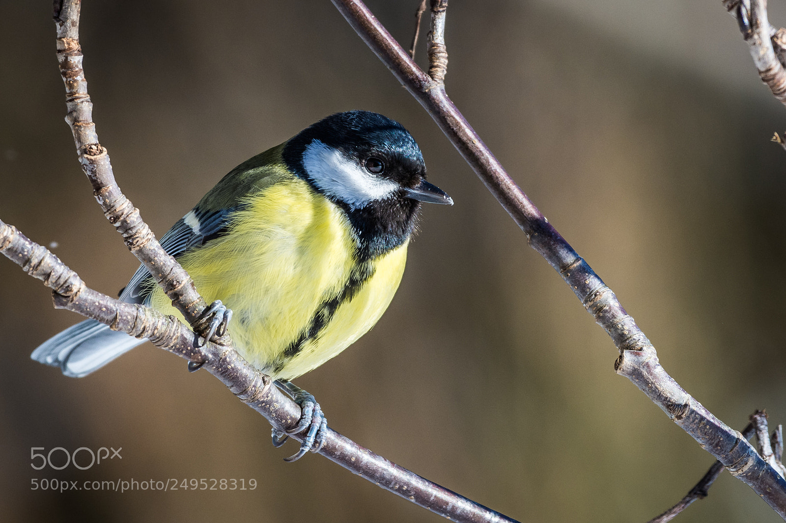Nikon D7200 sample photo. Great tit photography