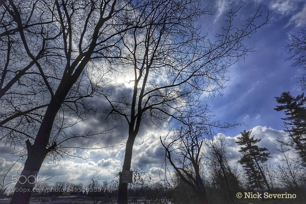 Sony a7R sample photo. Trees that look at photography