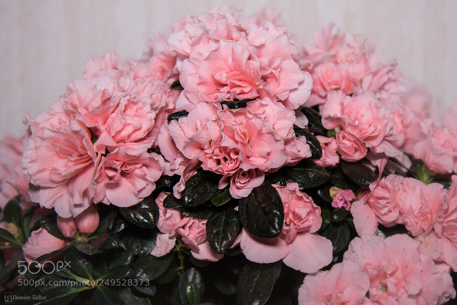 Canon EOS 7D Mark II sample photo. Pink flowers photography