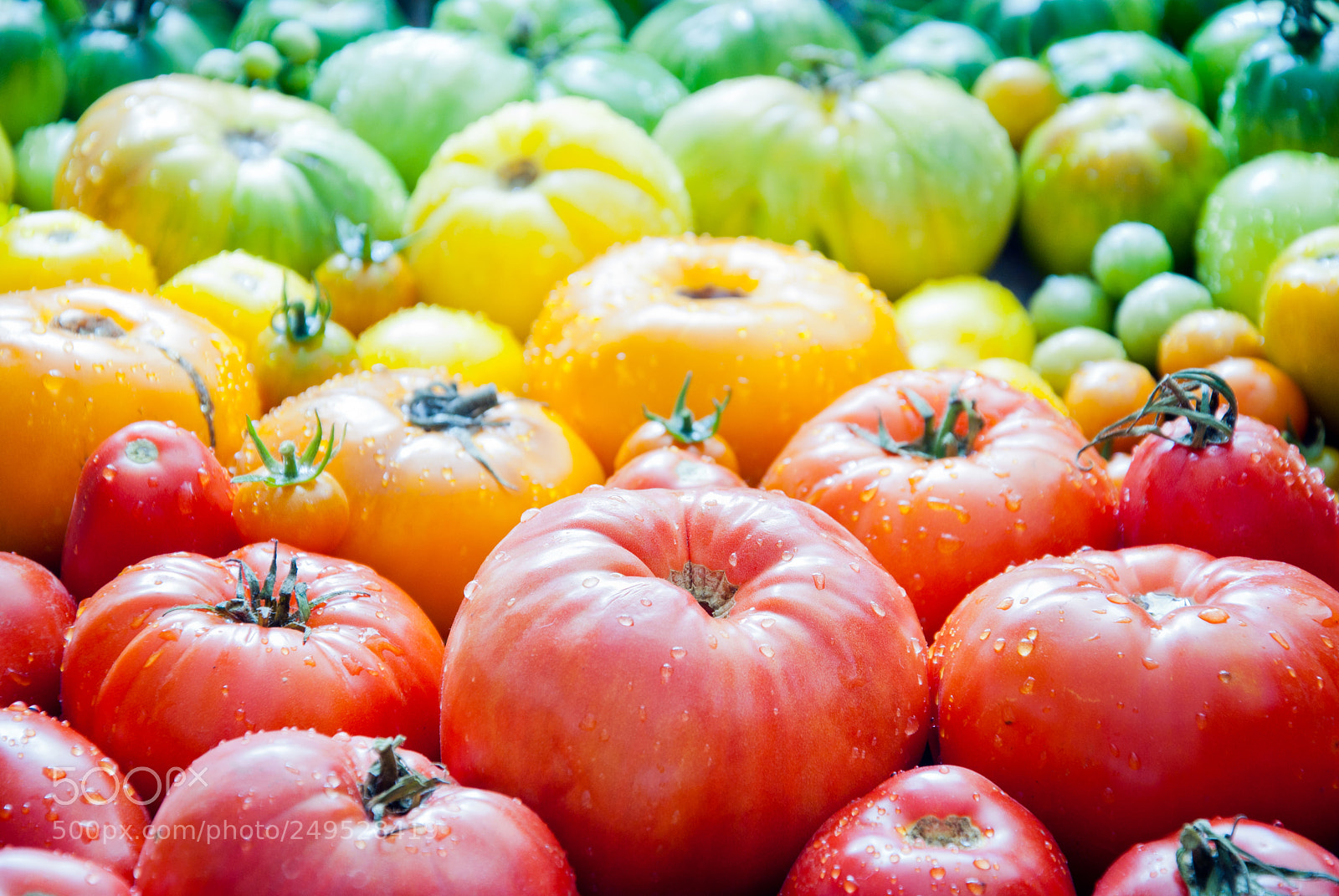 Nikon D3000 sample photo. Fresh organic tomatoes photography