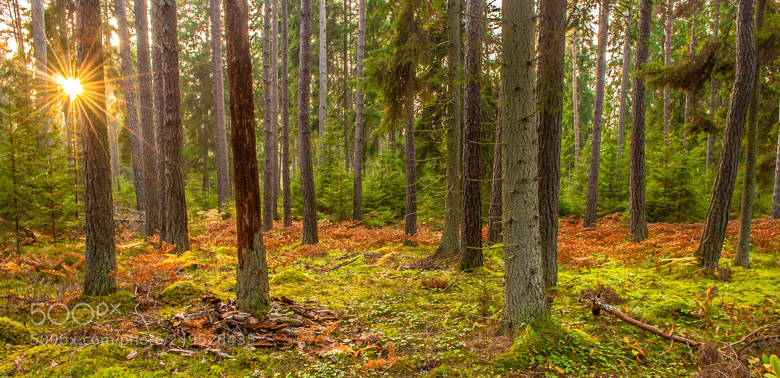 Nikon D80 sample photo. In the forest. photography