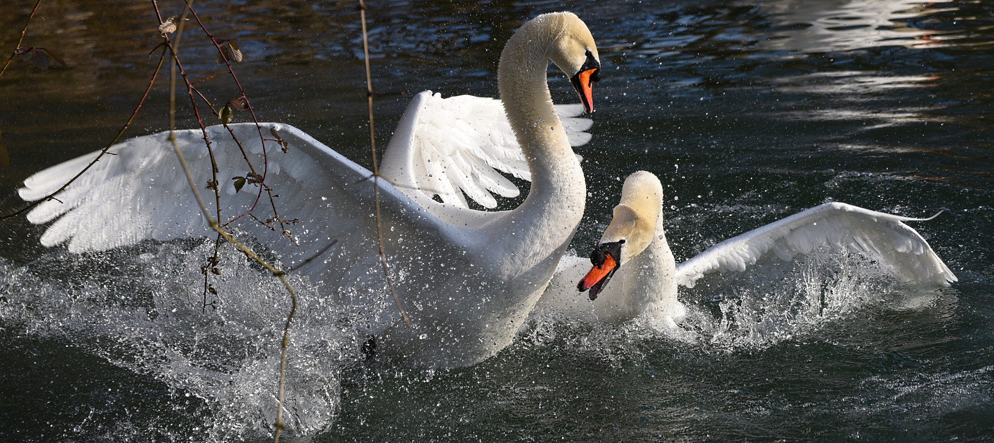 Nikon D750 + Tamron SP 70-300mm F4-5.6 Di VC USD sample photo. Excited swans photography