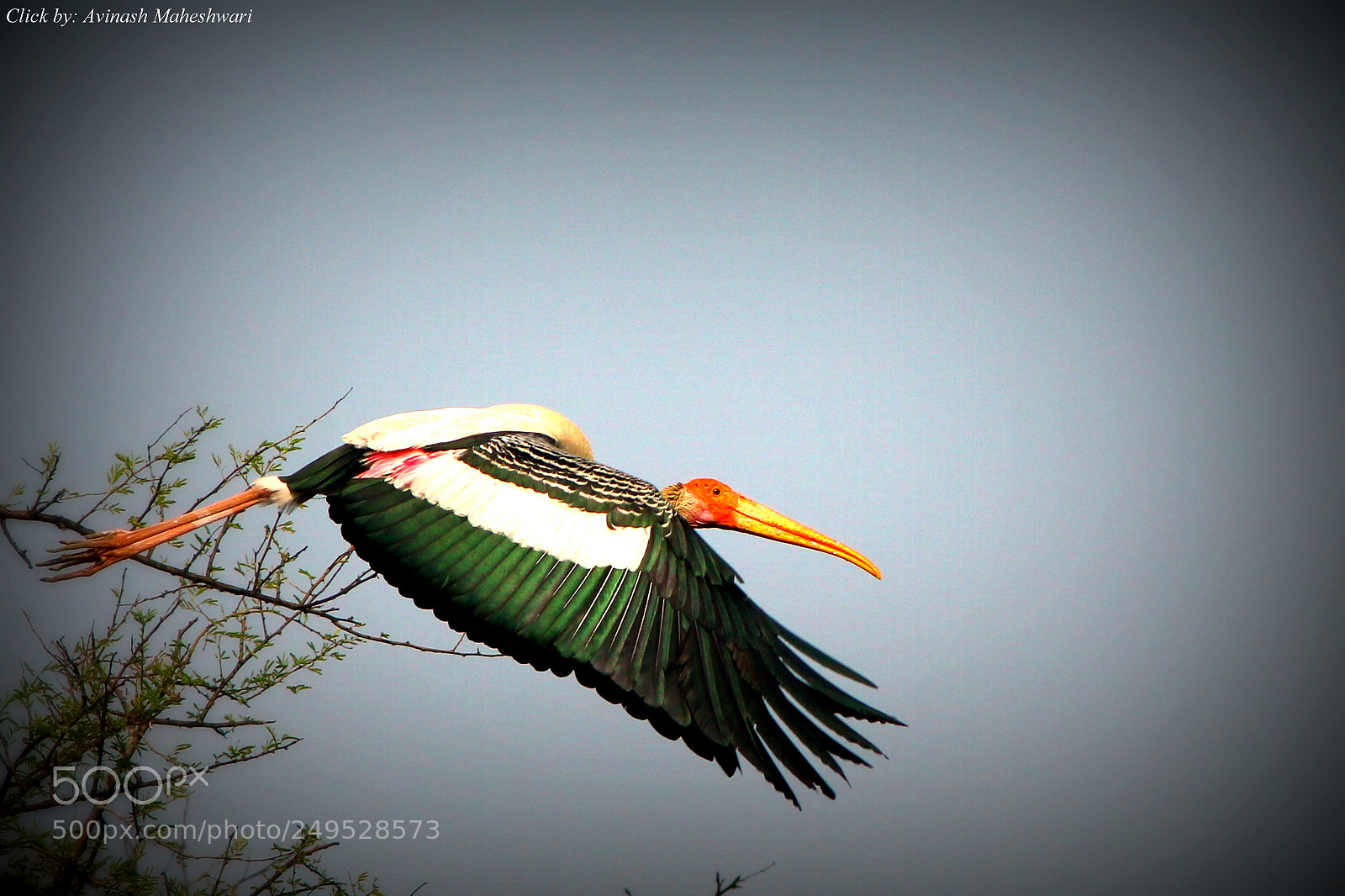 Canon EF-S 55-250mm F4-5.6 IS II sample photo. Fly high !!! photography
