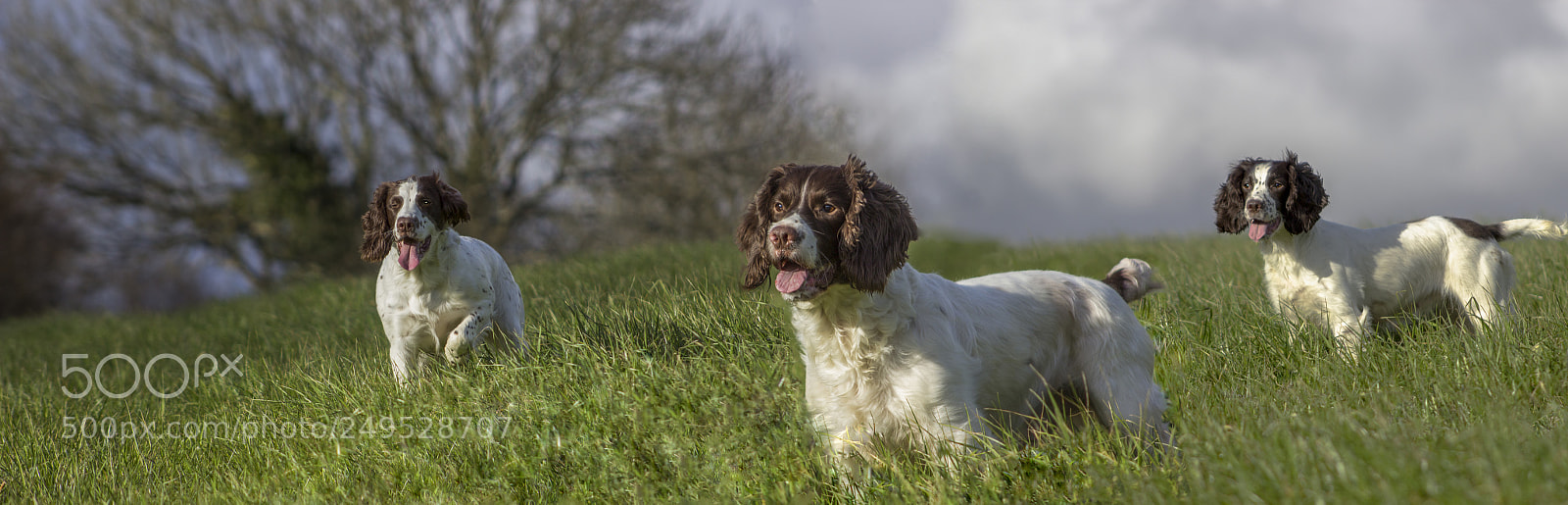 Canon EOS 600D (Rebel EOS T3i / EOS Kiss X5) sample photo. Majestic spaniels photography