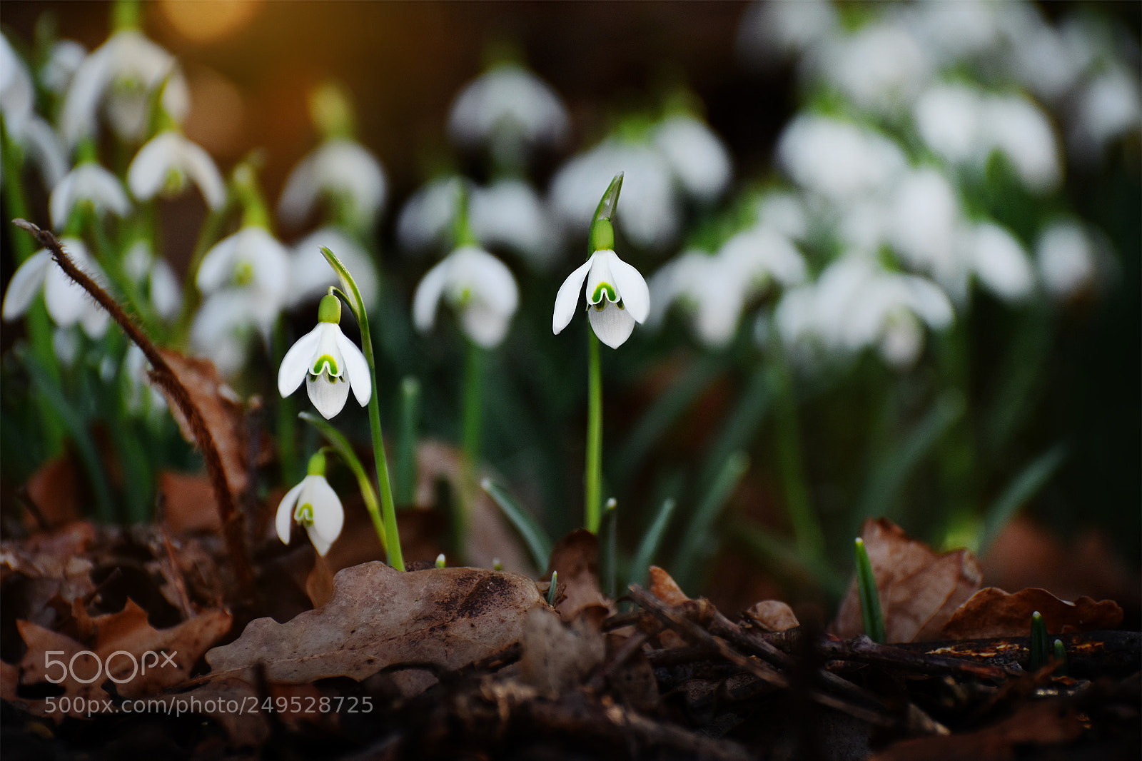 Nikon D7200 sample photo. Snow drop iii photography