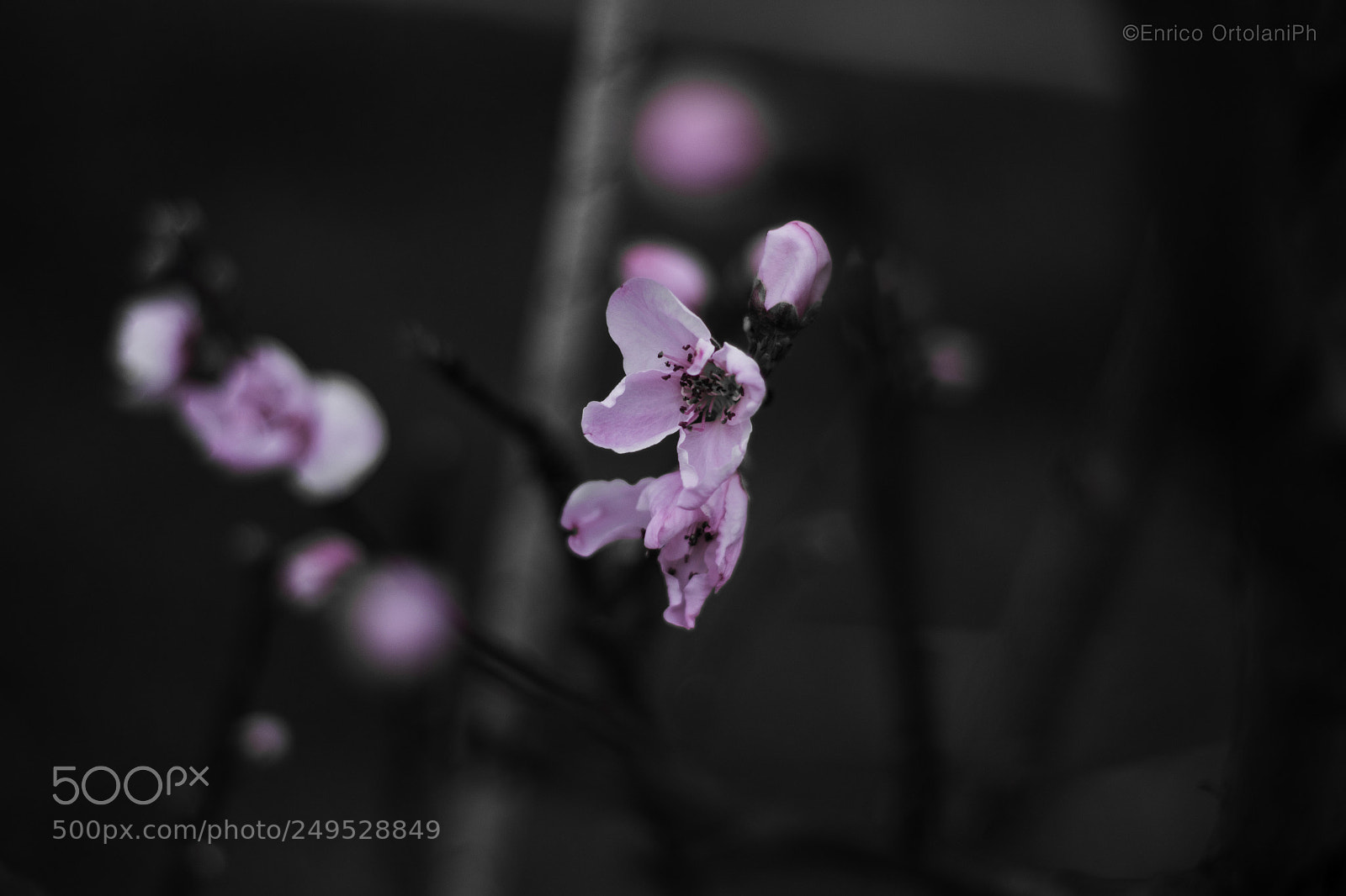 Nikon D3100 sample photo. Pink flower photography