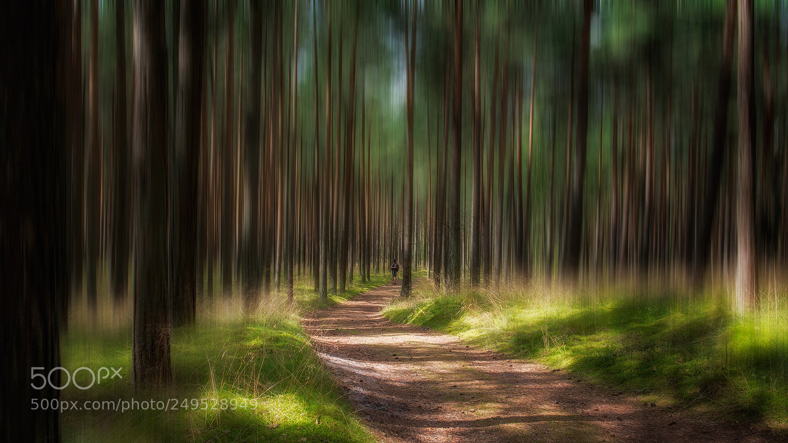 Nikon D7100 sample photo. In the forest photography