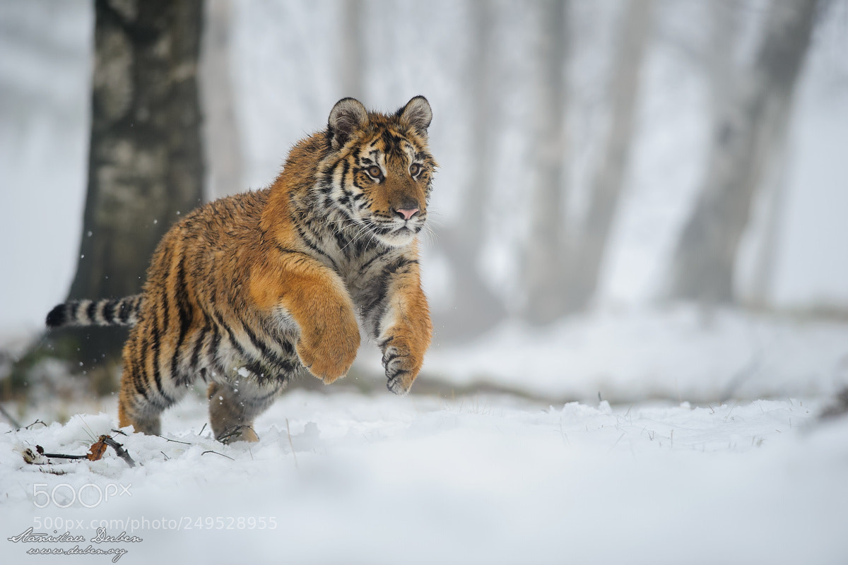 Nikon D3S sample photo. Siberian tiger photography