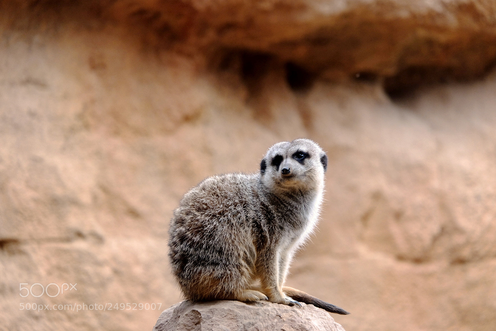 Fujifilm X-T1 sample photo. Suricata photography