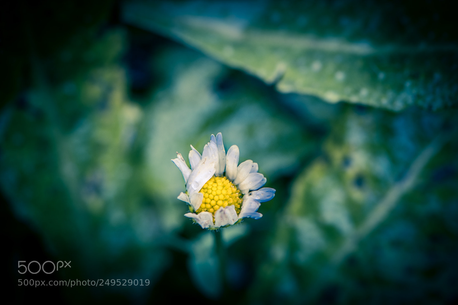 Nikon D500 sample photo. Macro de paquerette photography