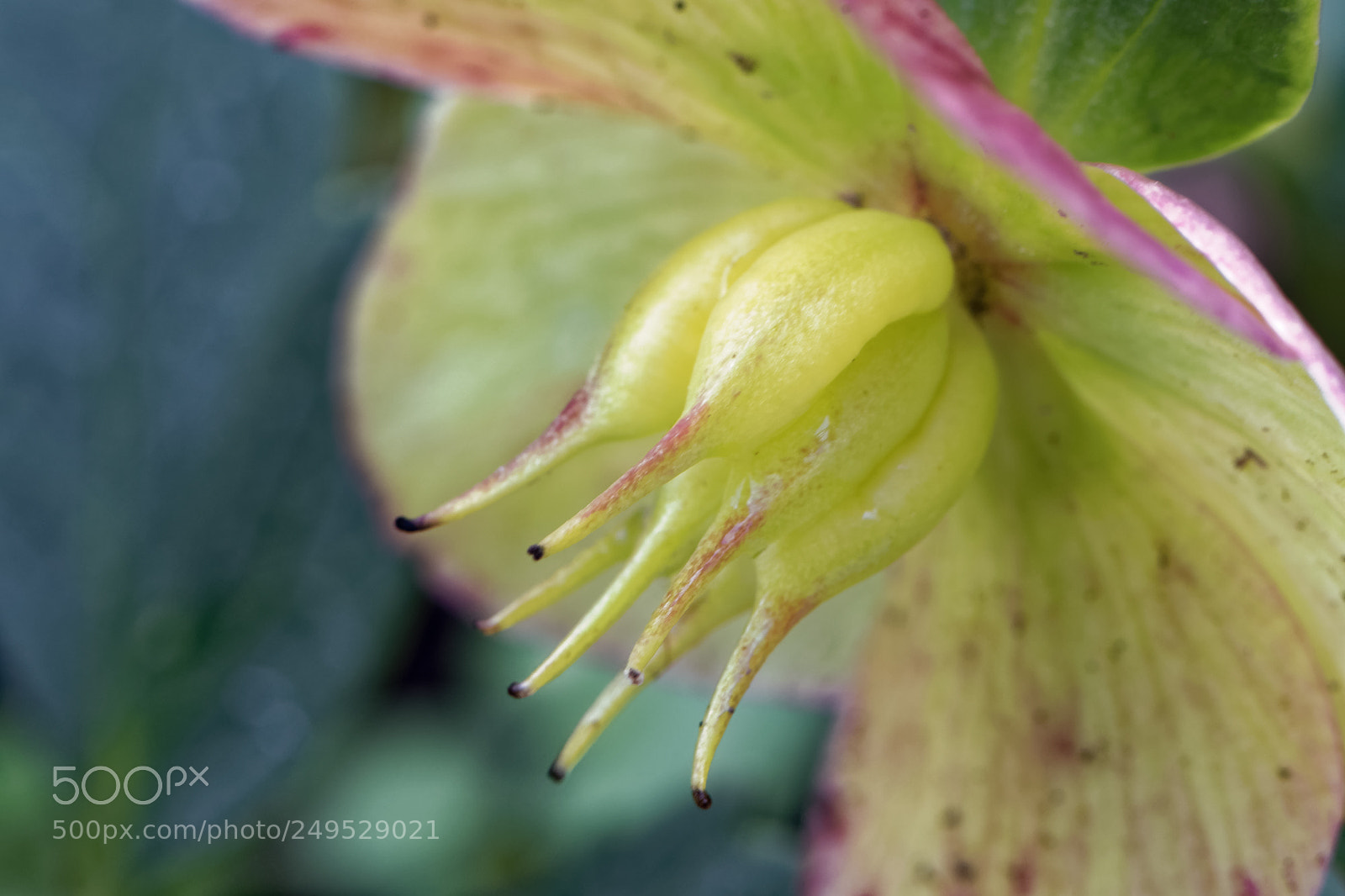 Nikon D500 sample photo. Macro de fleur photography