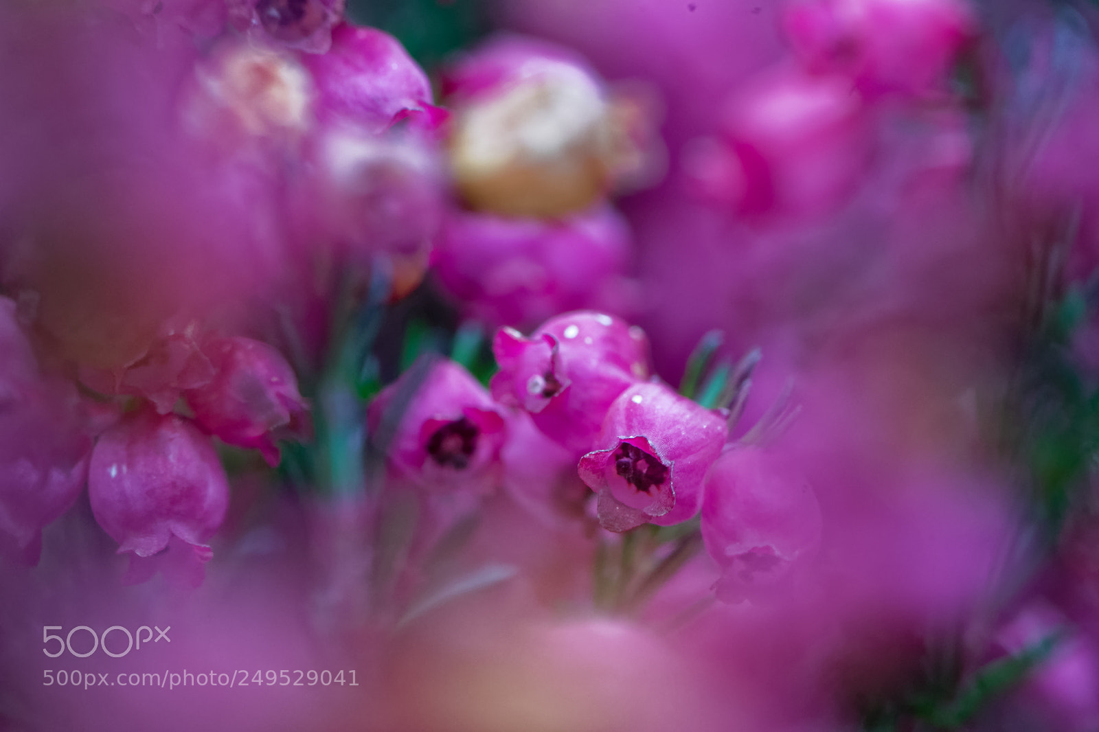 Nikon D500 sample photo. Macro de fleur photography