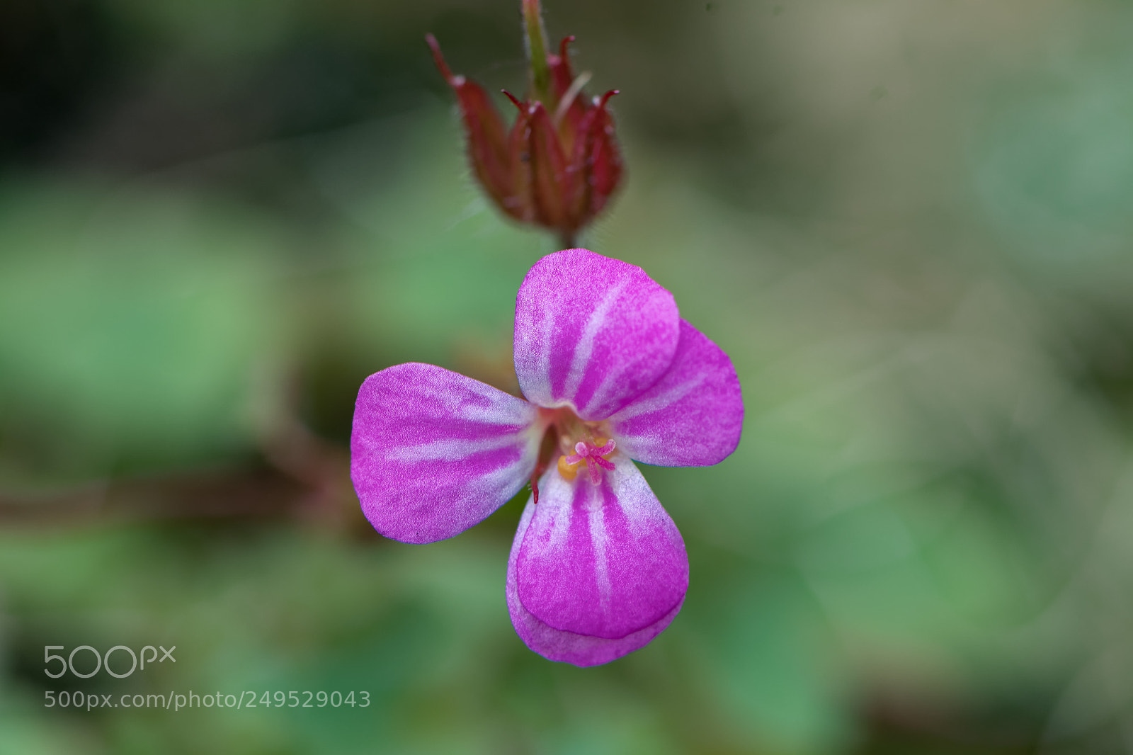 Nikon D500 sample photo. Macro de fleur photography