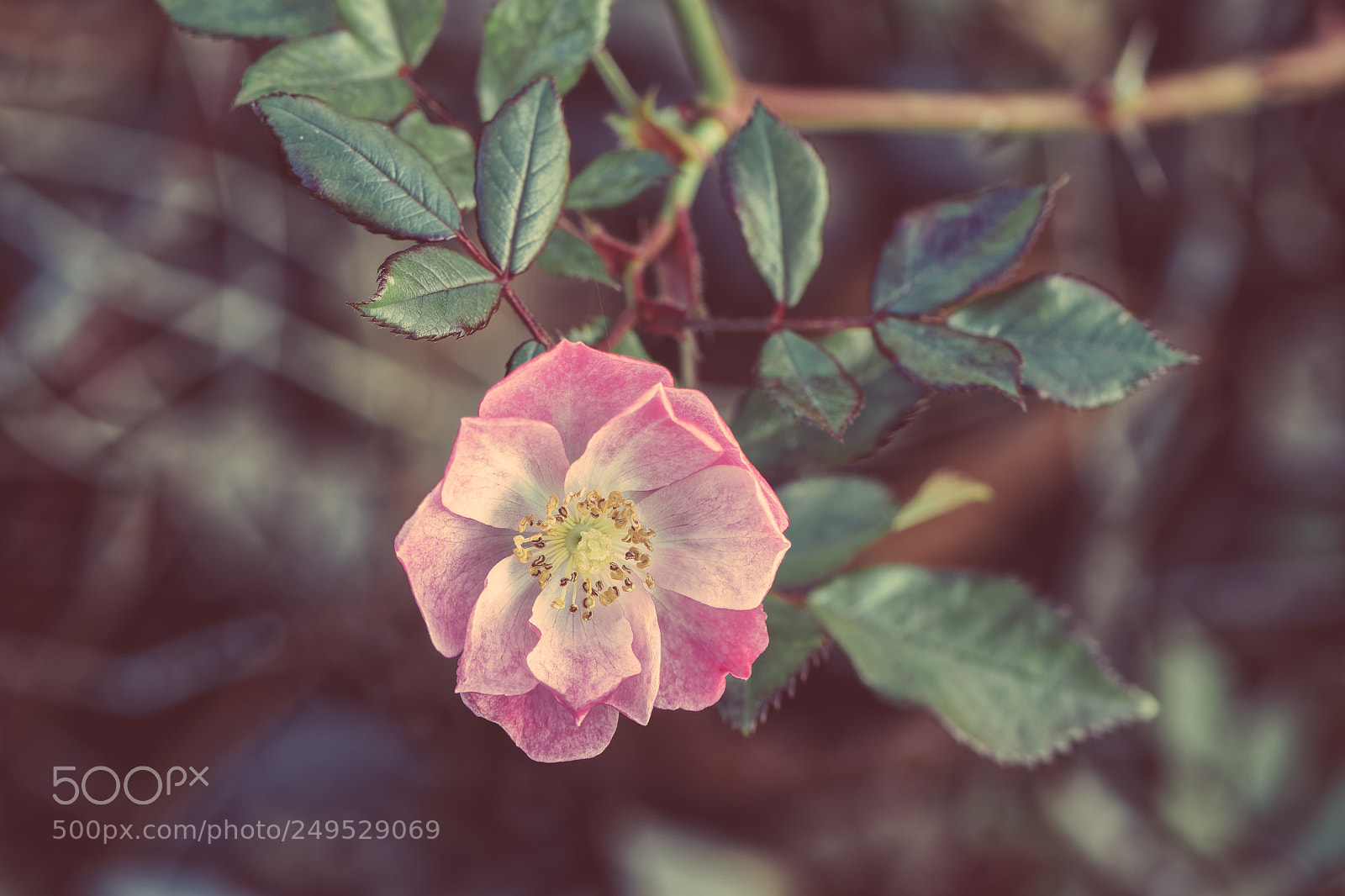 Nikon D500 sample photo. Macro de fleur photography
