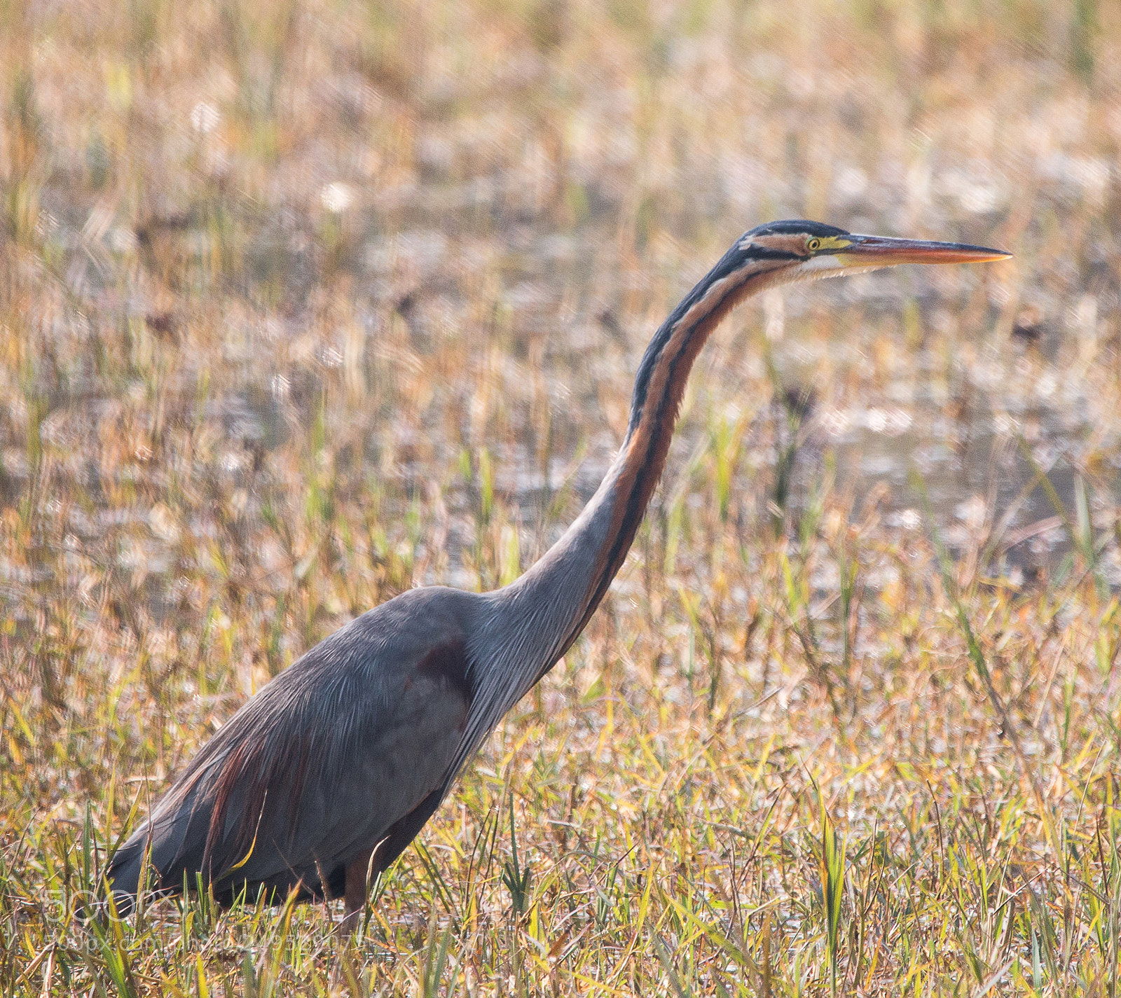 Canon EOS 70D sample photo. Grey heron in bharatpur photography