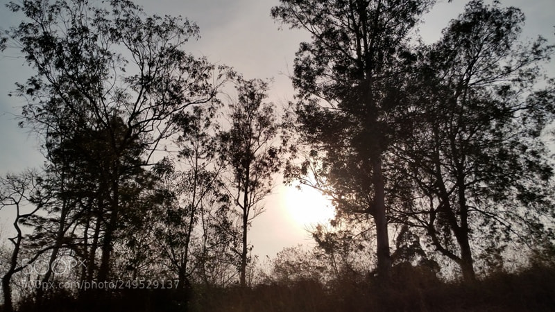 Samsung Galaxy S5 sample photo. Contraluz photography
