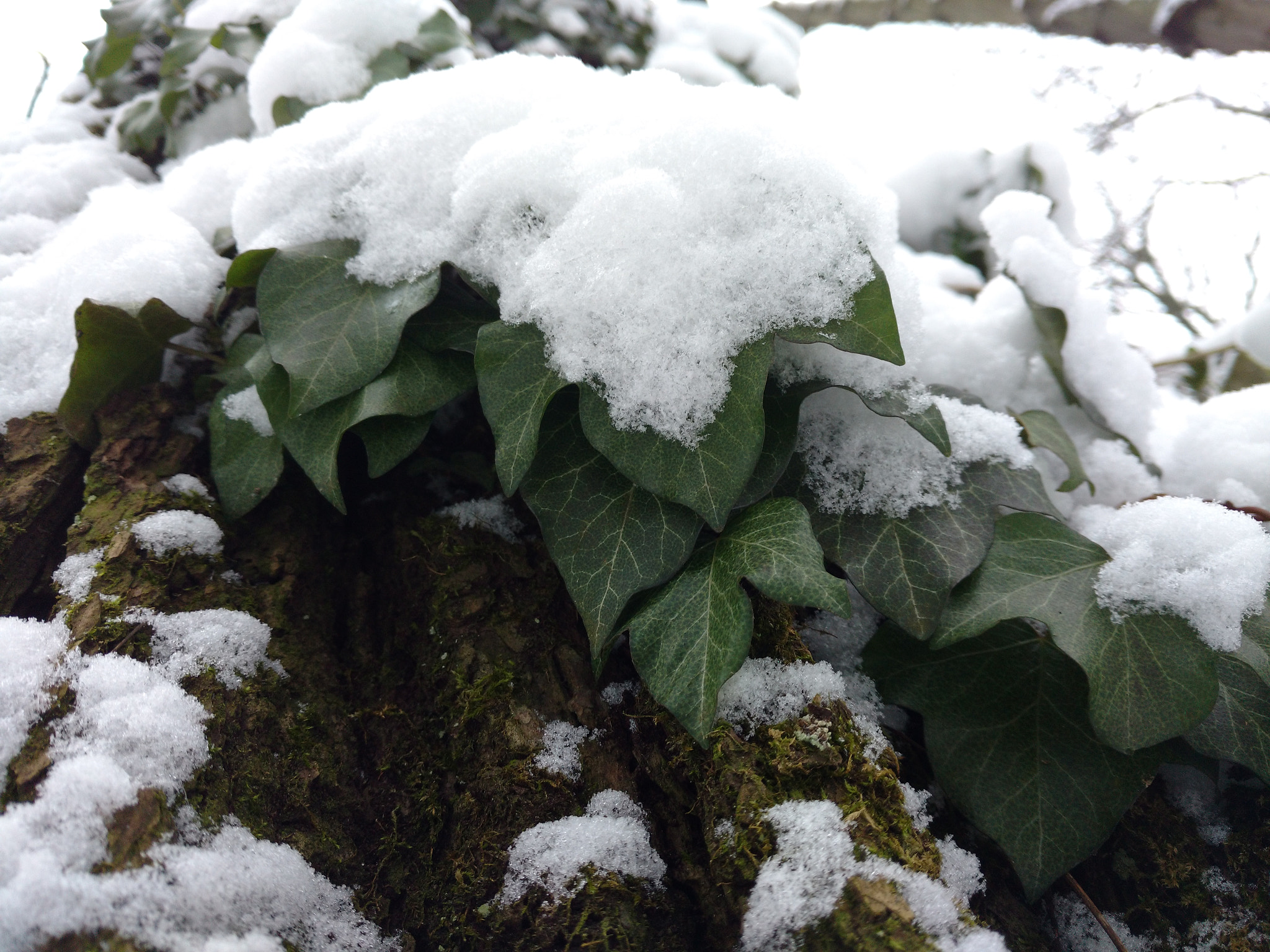 Motorola Moto X Play sample photo. Hidden ivy (and snow) photography