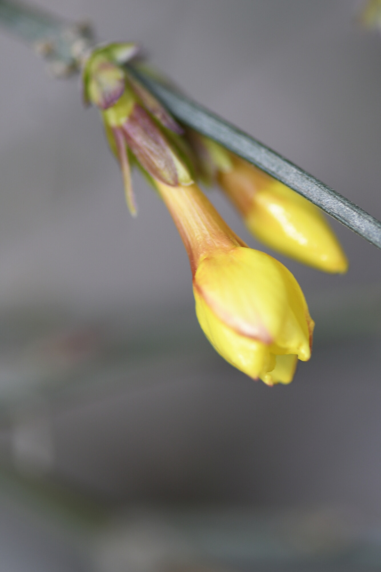 Nikon AF-S Micro-Nikkor 105mm F2.8G IF-ED VR sample photo. Spring call photography