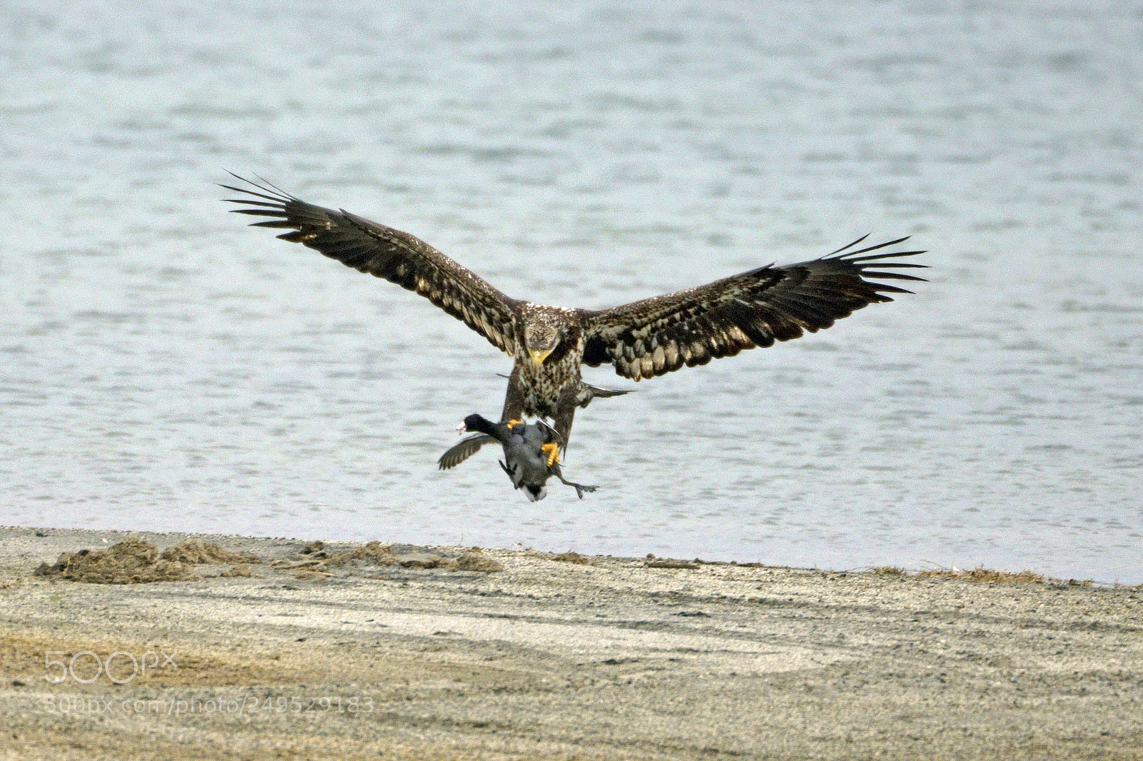 Sony a7R III sample photo. Eagle with coot photography